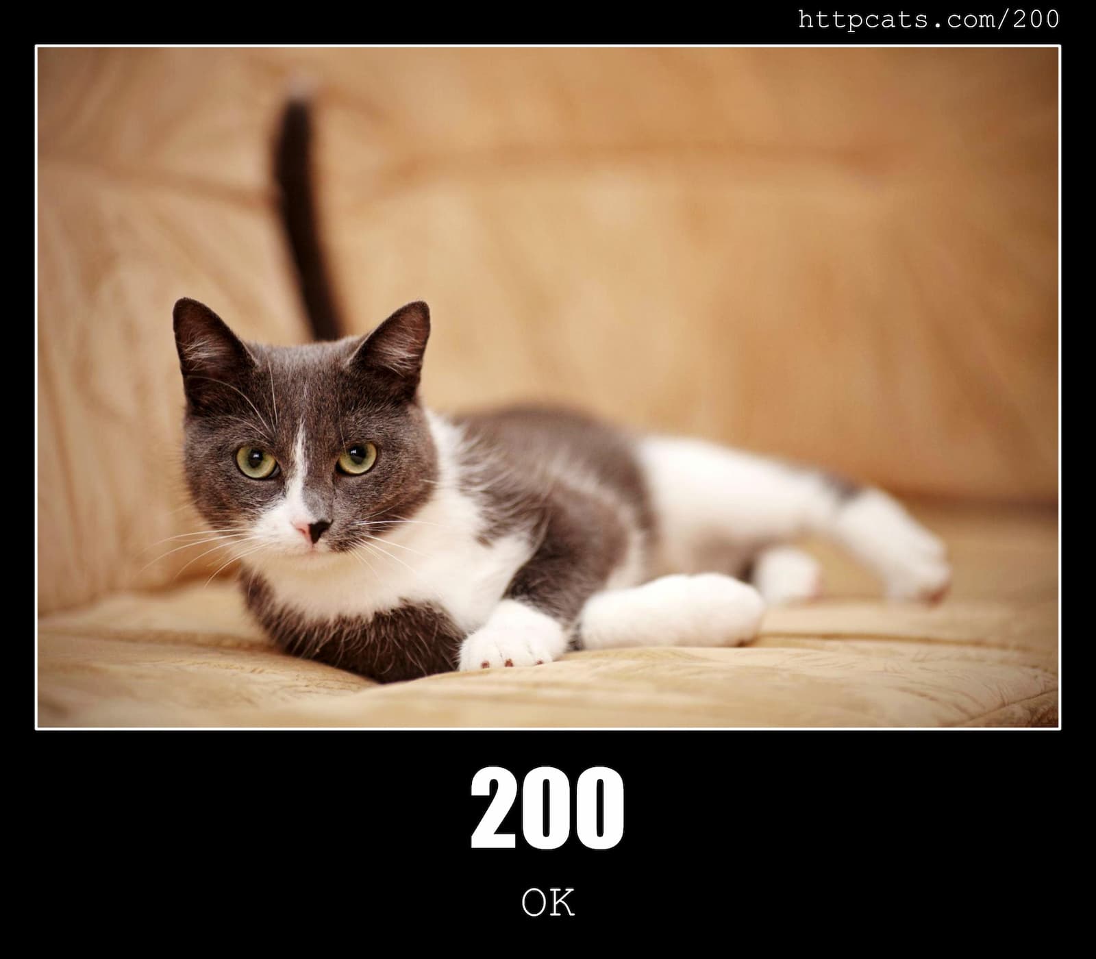 200 OK HTTP Status Code And Cats 