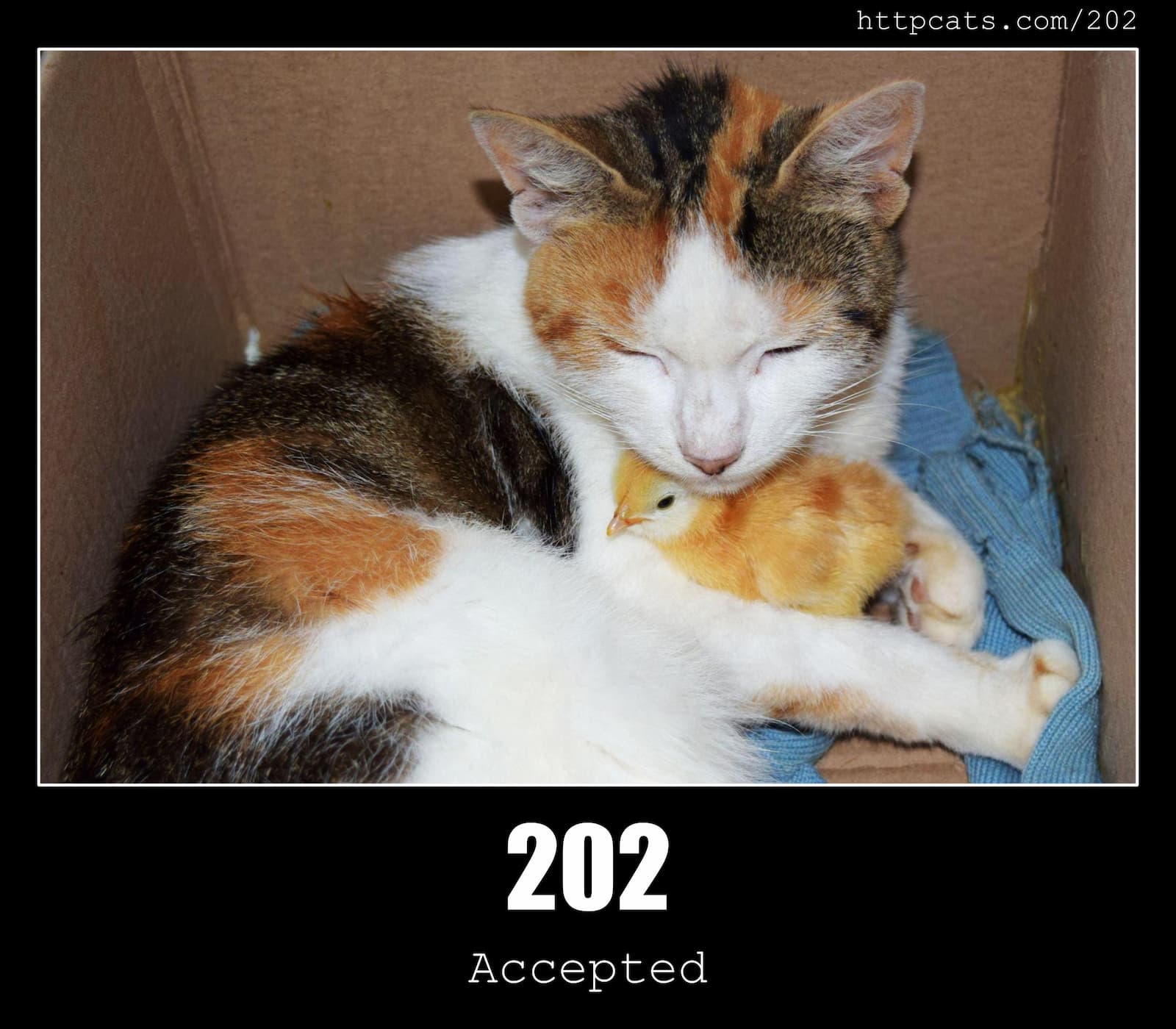 202 Accepted HTTP Status Code And Cats 