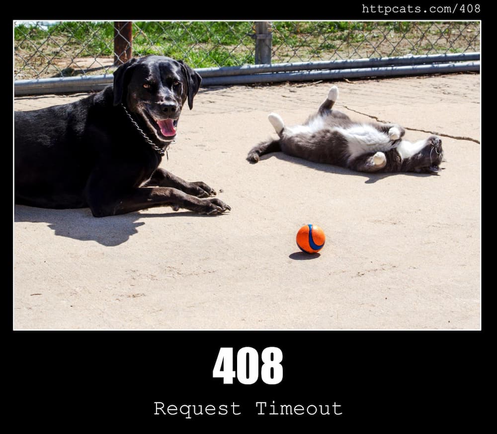 408 Request Timeout HTTP Status Code And Cats 
