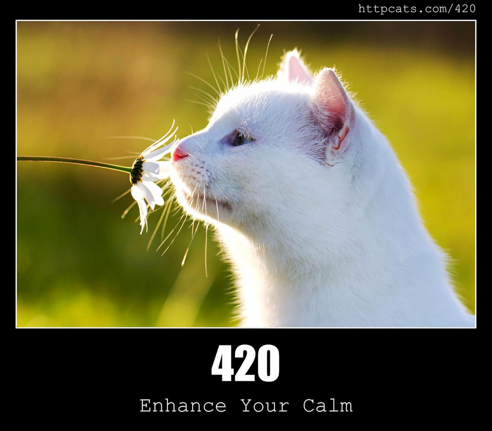 420 Enhance Your Calm HTTP Status Code And Cats 