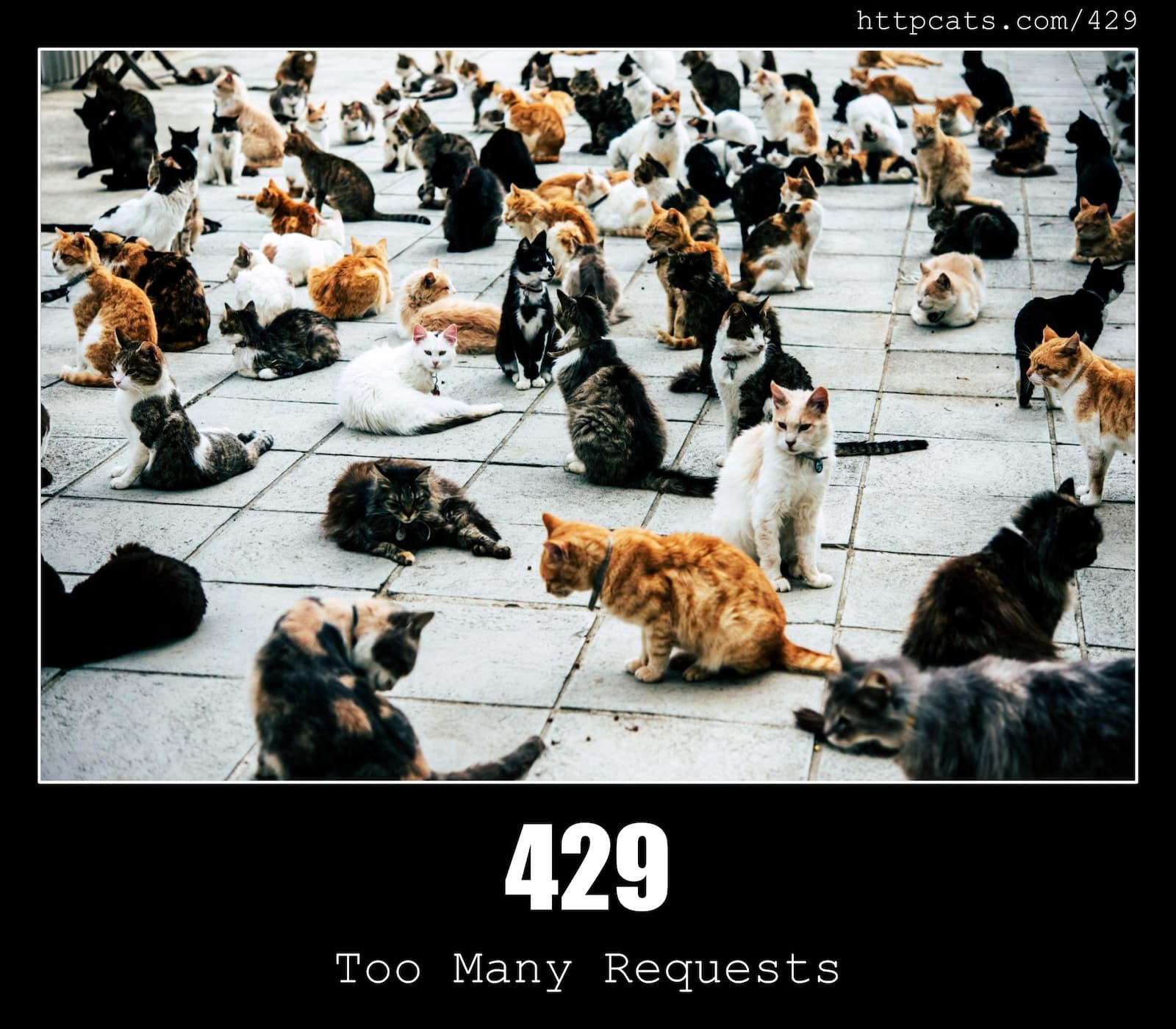 HTTP Status 429 - Too many requests