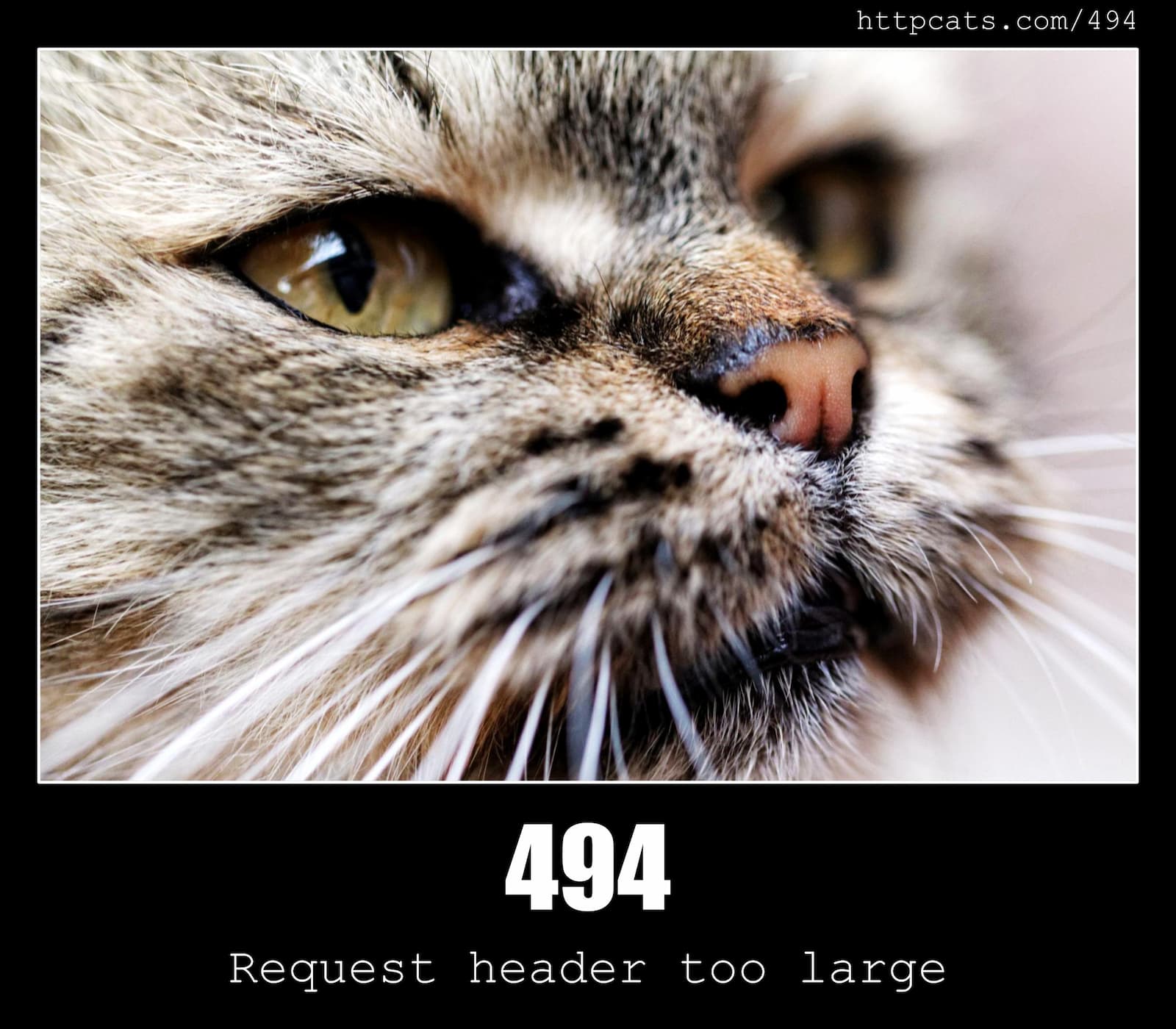 494-request-header-too-large-http-status-code-and-cats