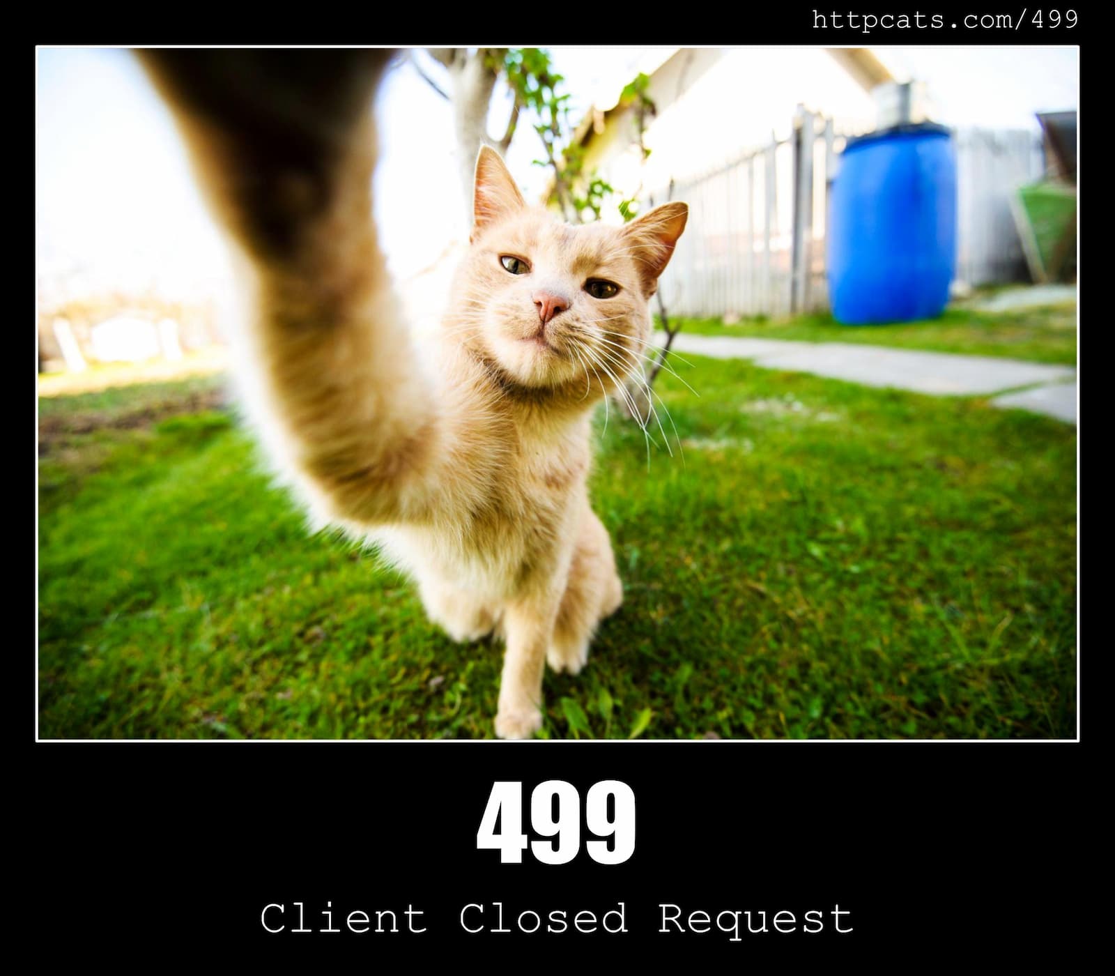 499 Client Closed Request HTTP Status Code And Cats 