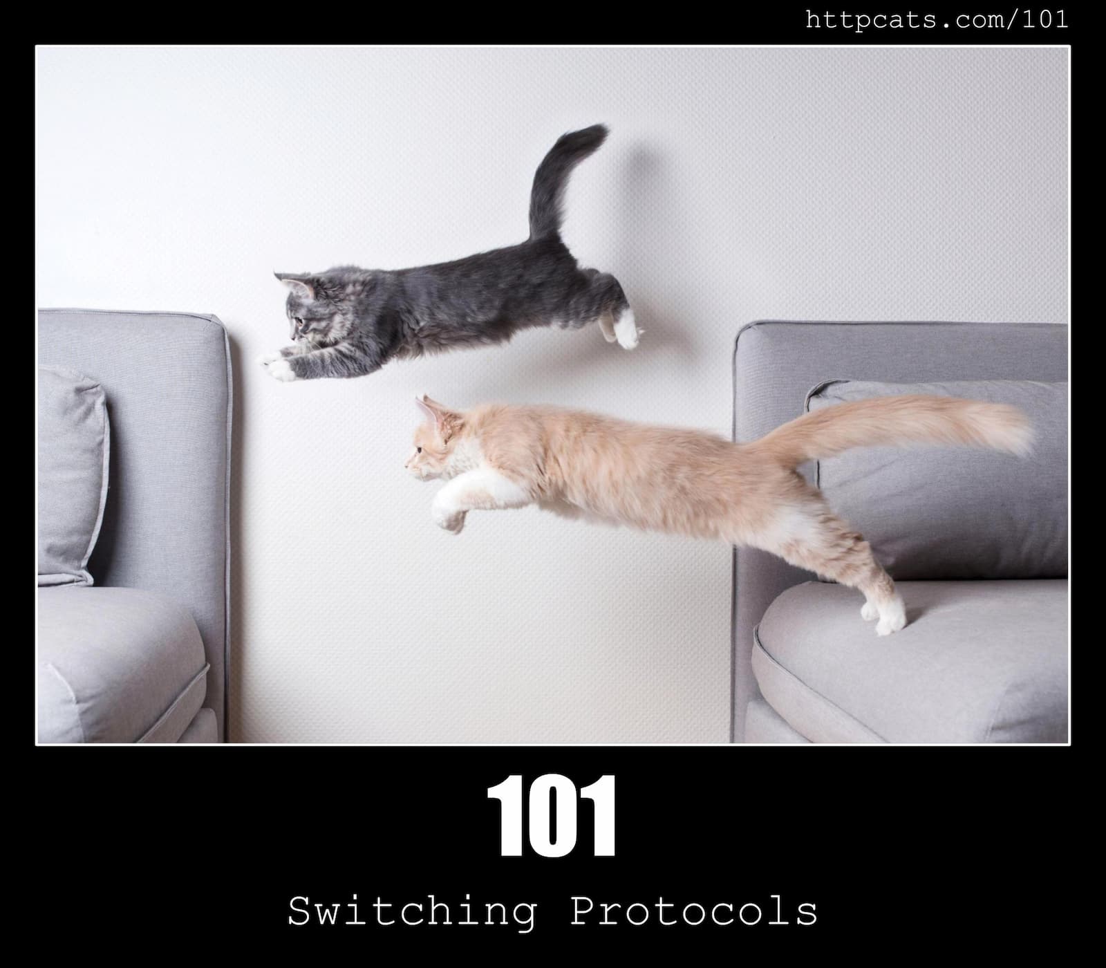 HTTP Status Code 101 Switching Protocols & Cats