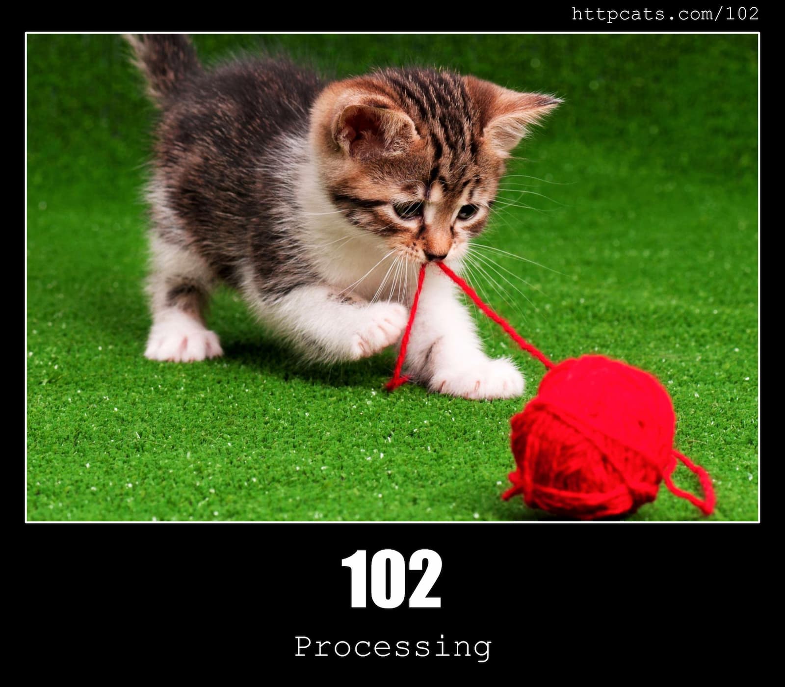 HTTP Status Code 102 Processing & Cats