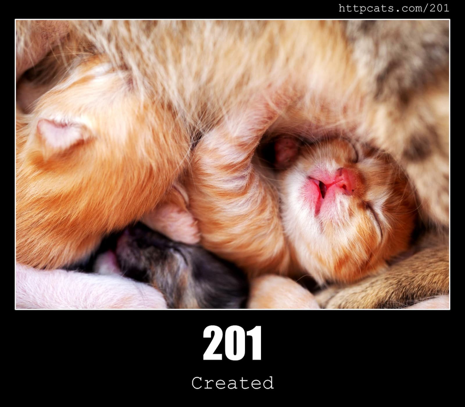 HTTP Status Code 201 Created & Cats