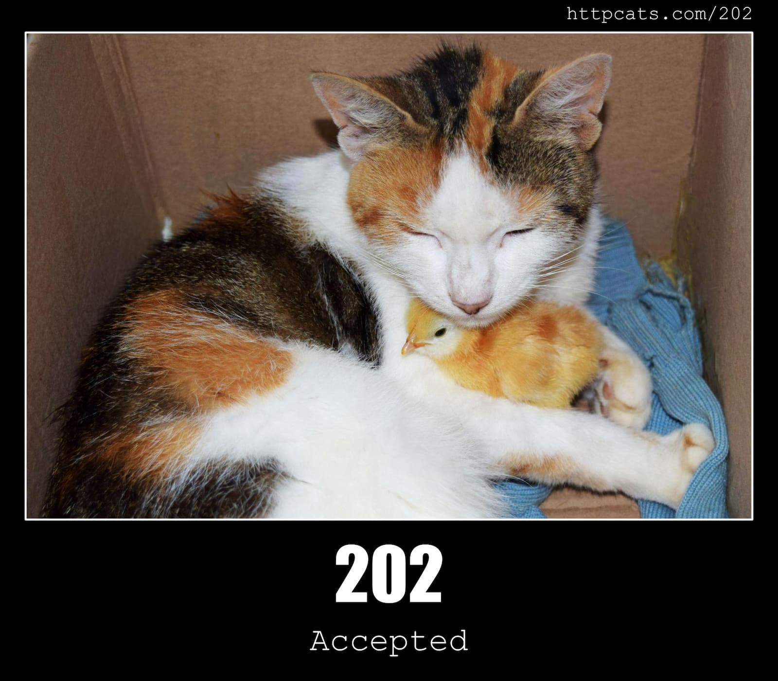 HTTP Status Code 202 Accepted & Cats