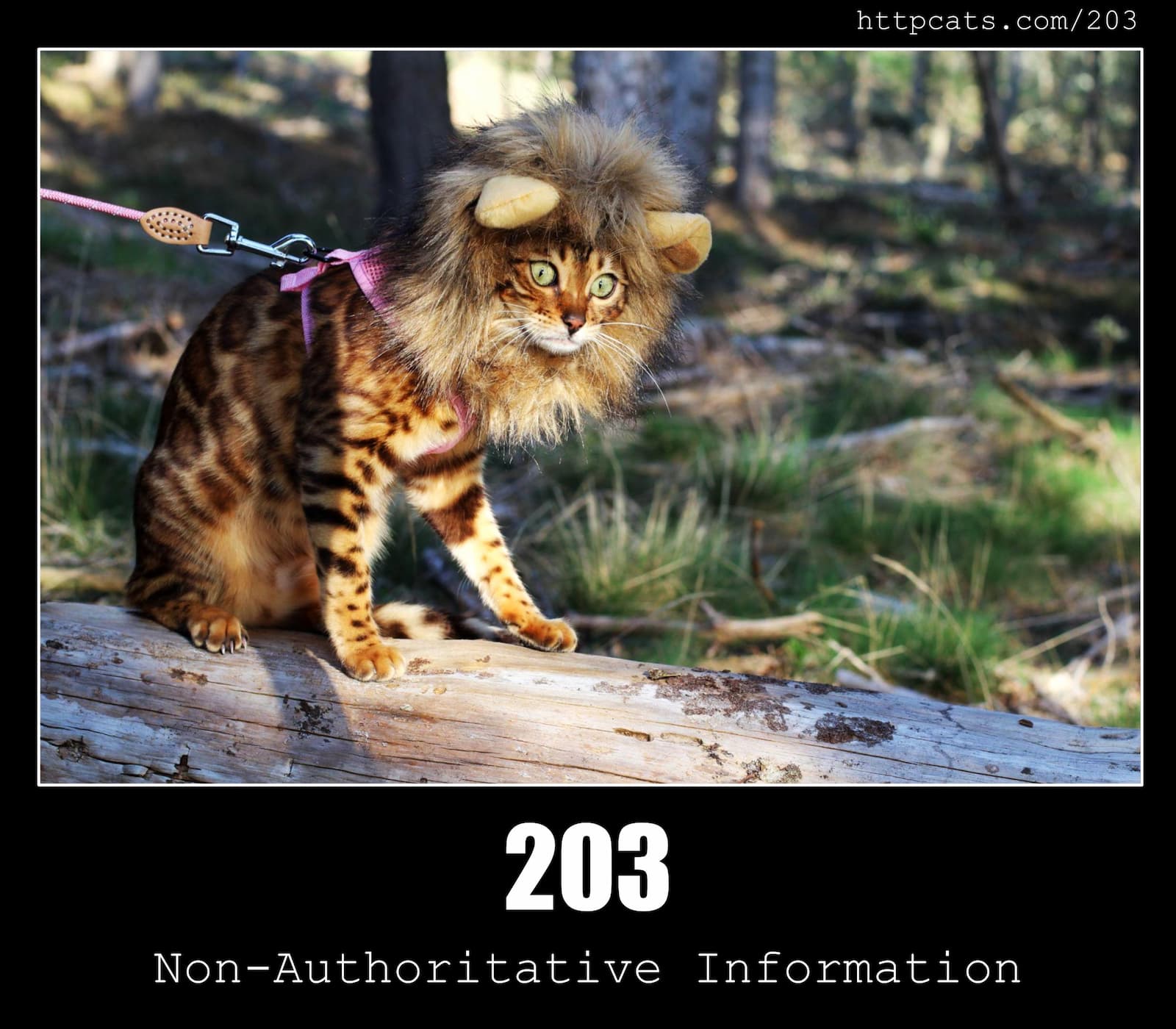HTTP Status Code 203 Non-Authoritative Information & Cats