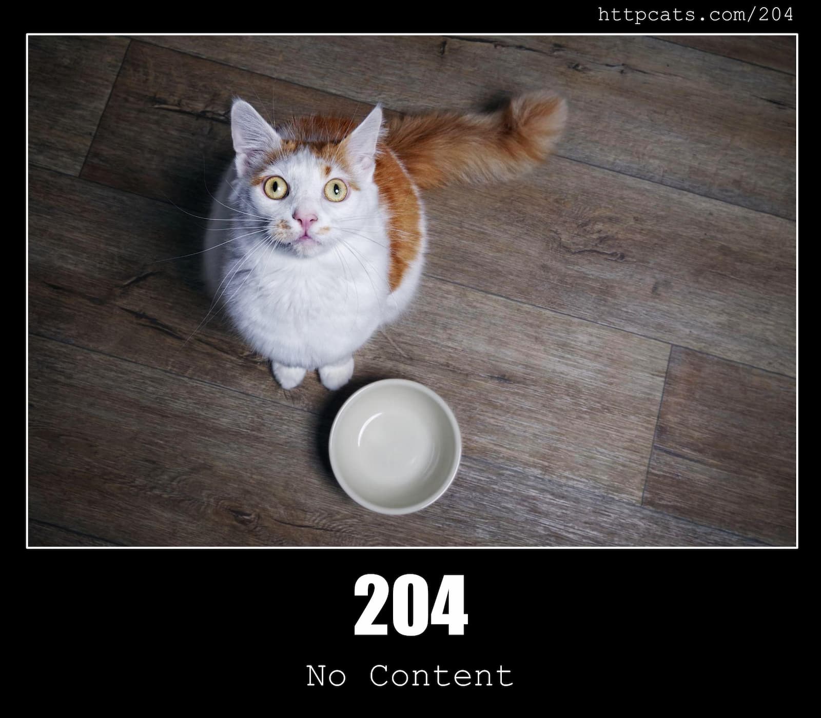 HTTP Status Code 204 No Content & Cats