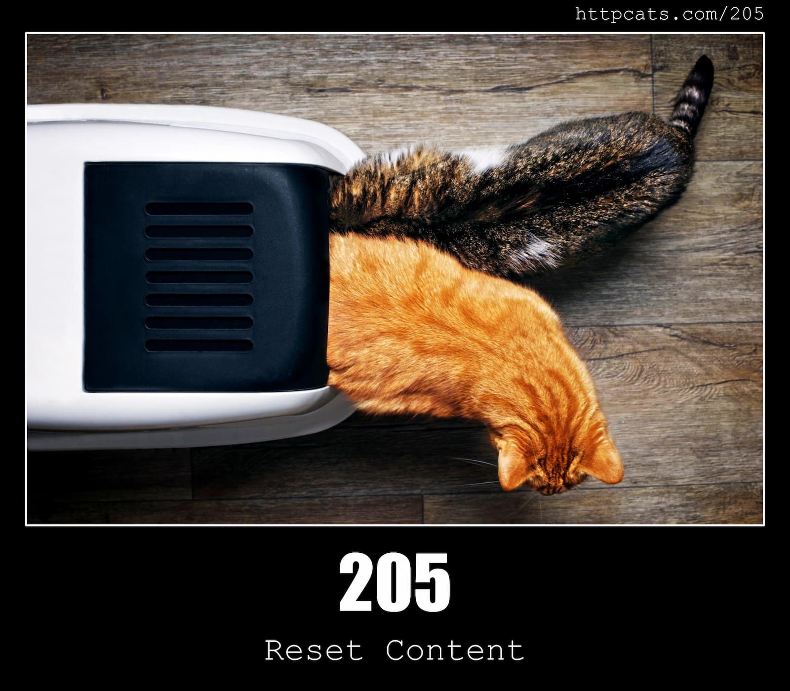 HTTP Status Code 205 Reset Content & Cats