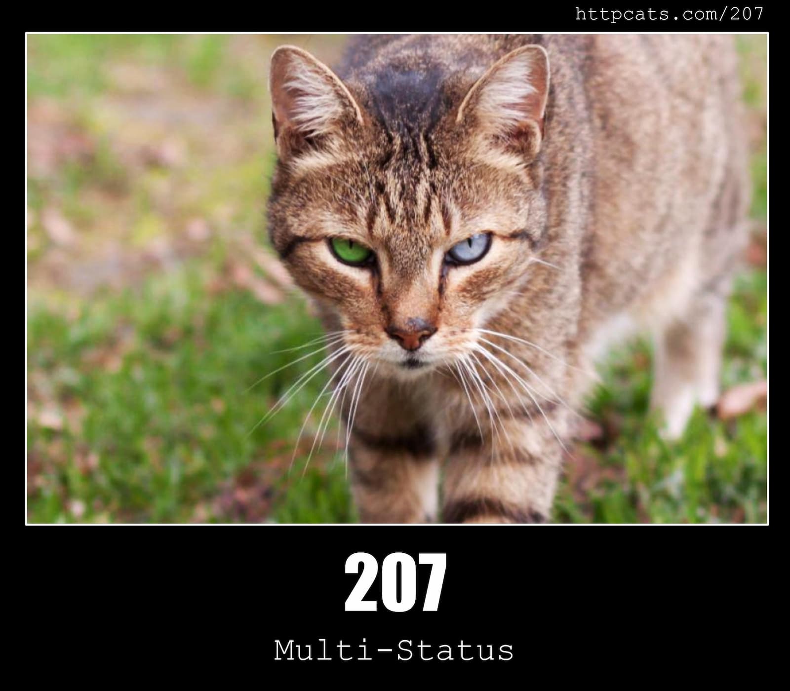 HTTP Status Code 207 Multi-Status & Cats