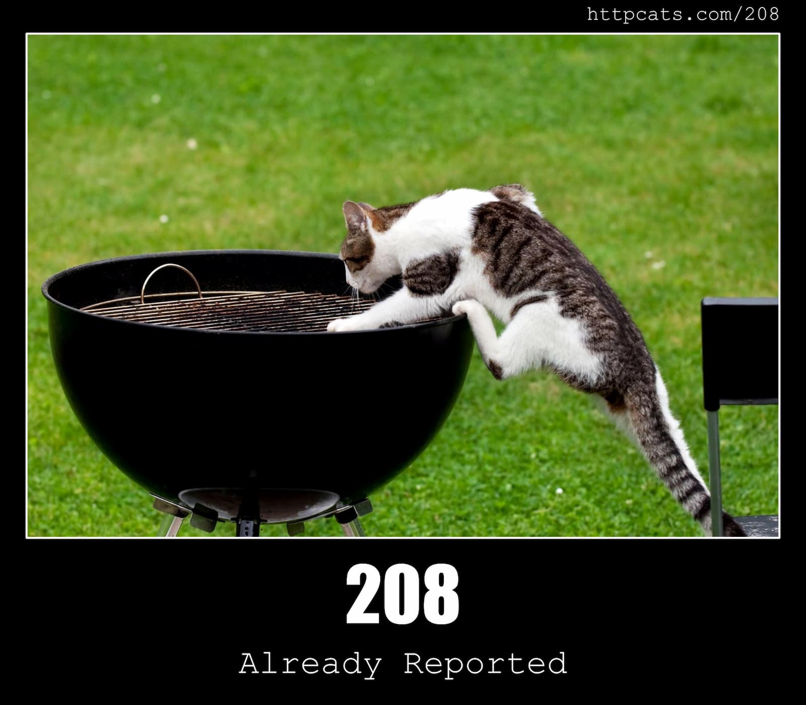 HTTP Status Code 208 Already Reported & Cats