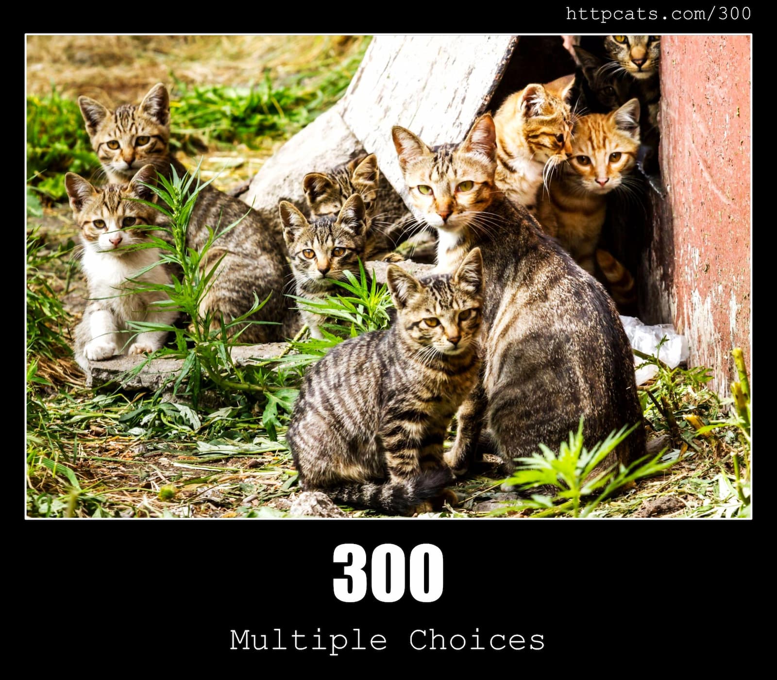 HTTP Status Code 300 Multiple Choices & Cats
