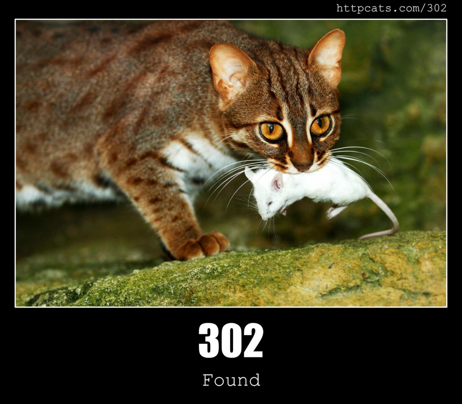 HTTP Status Code 302 Found & Cats