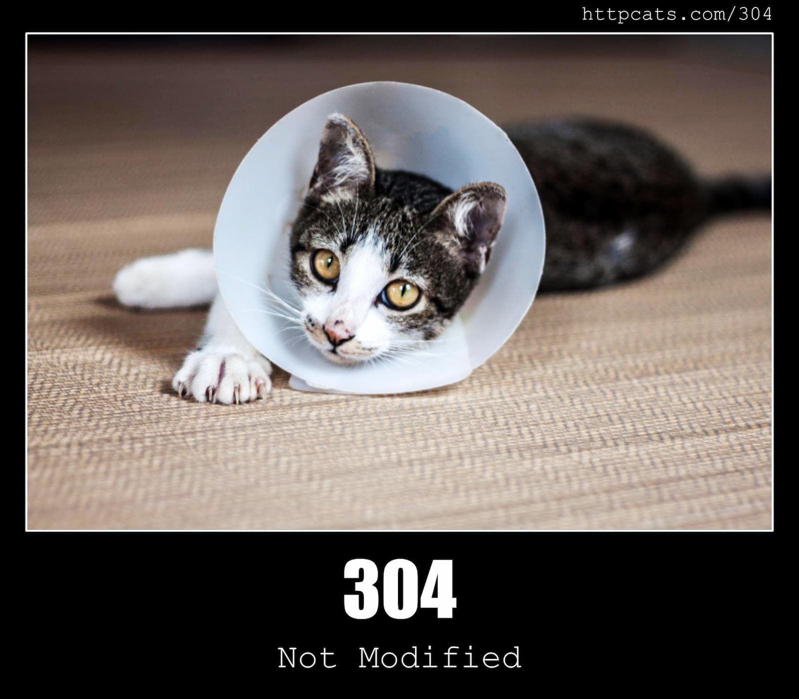 HTTP Status Code 304 Not Modified & Cats