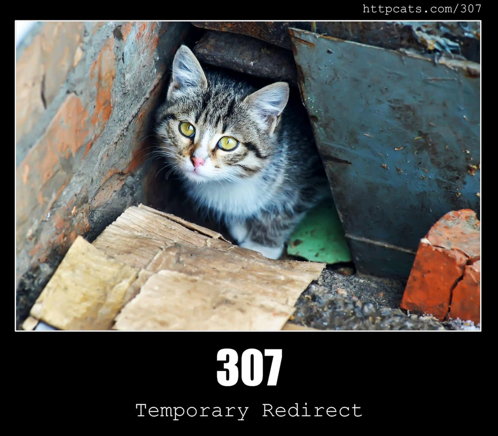 HTTP Status Code 307 Temporary Redirect & Cats