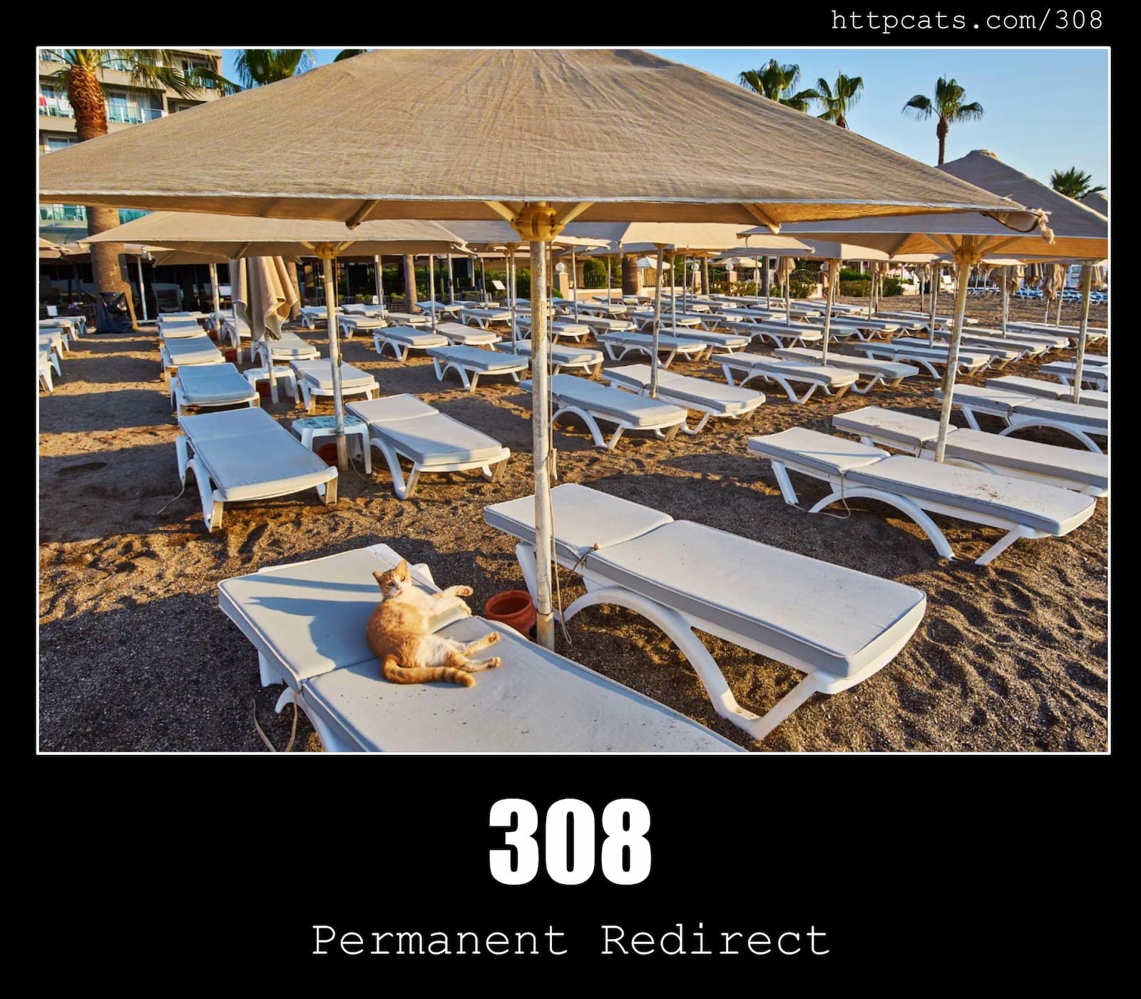 HTTP Status Code 308 Permanent Redirect & Cats