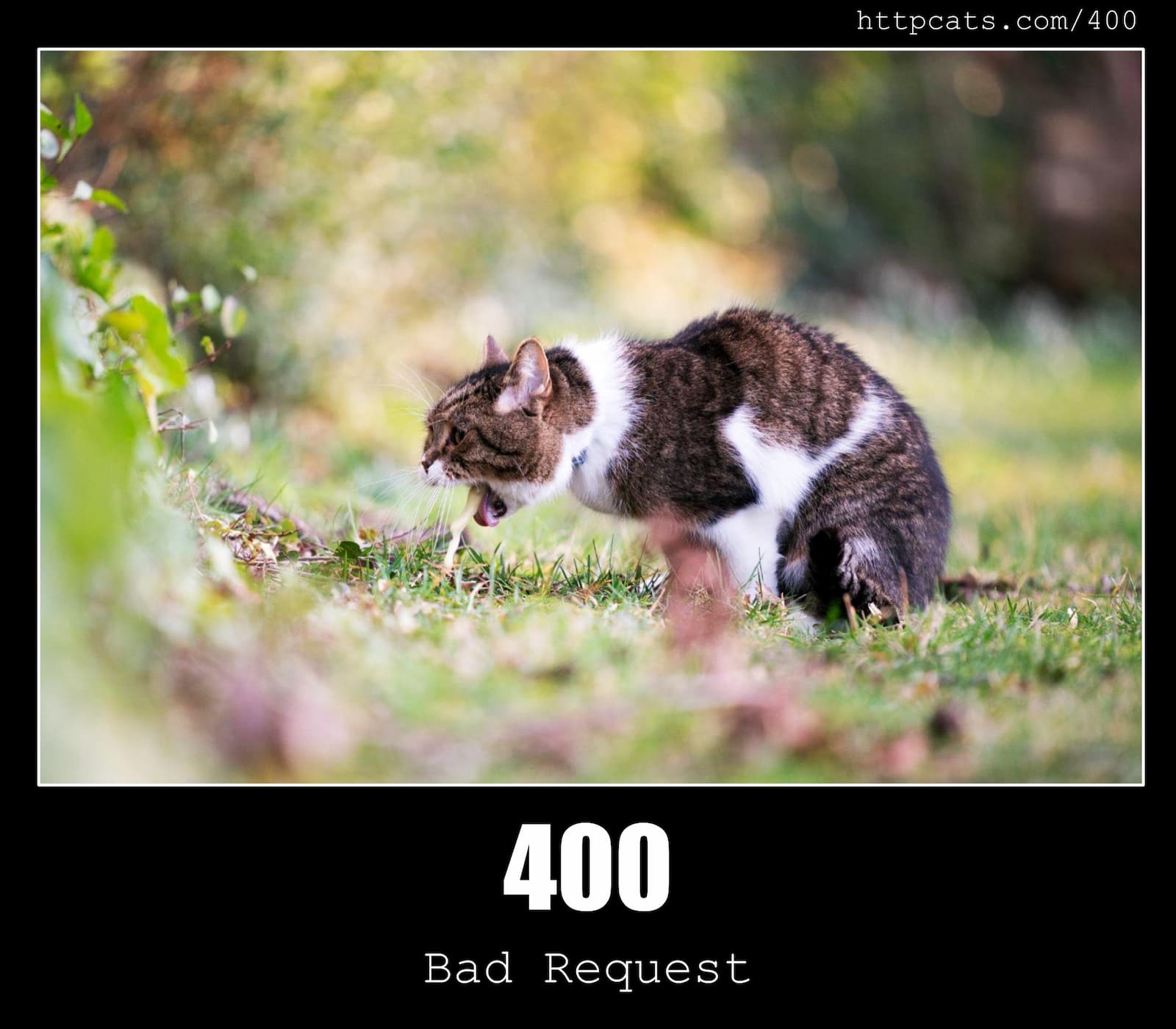 HTTP Status Code 400 Bad Request & Cats