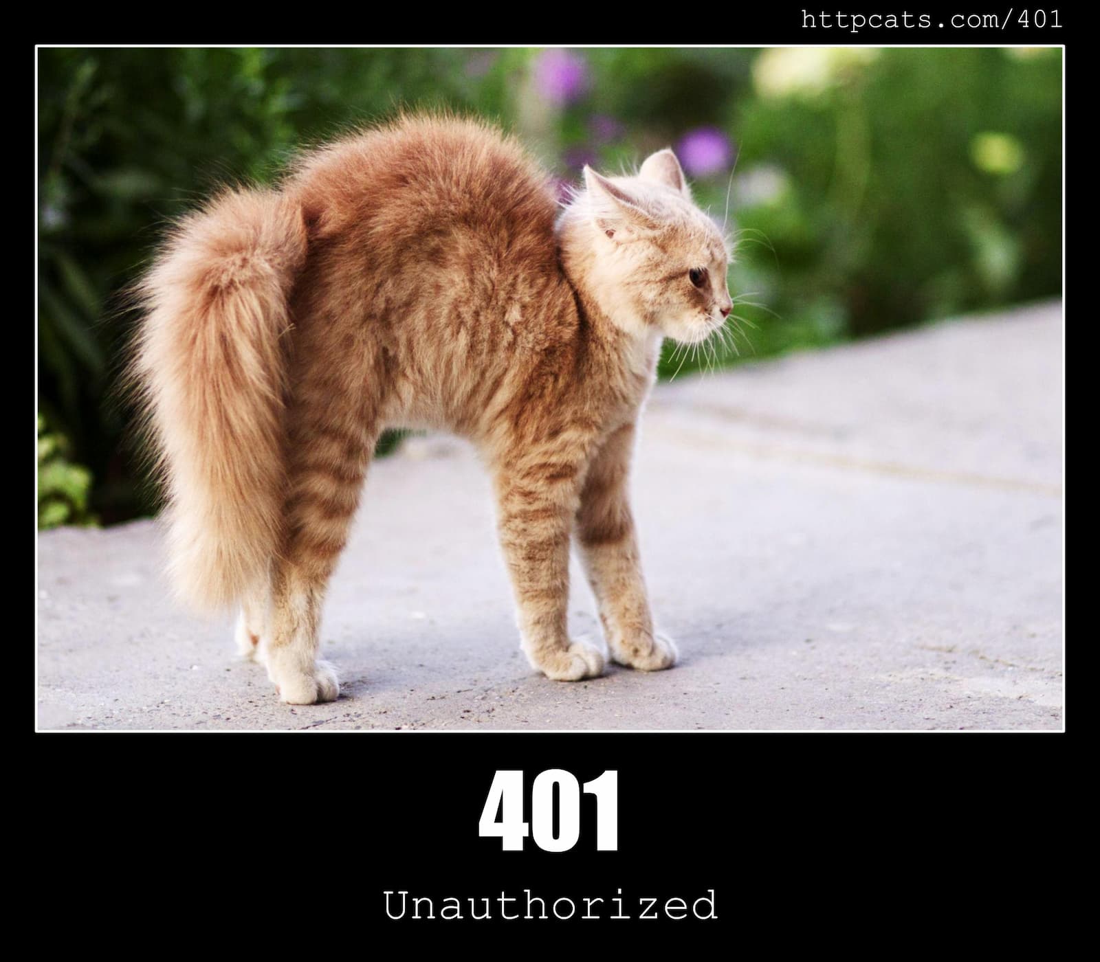 HTTP Status Code 401 Unauthorized & Cats