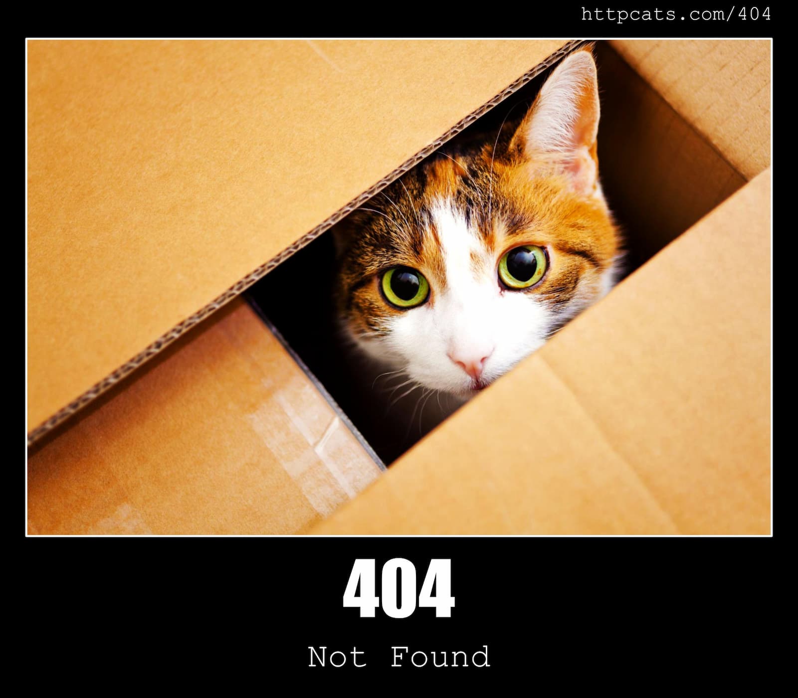 HTTP Status Code 404 Not Found & Cats