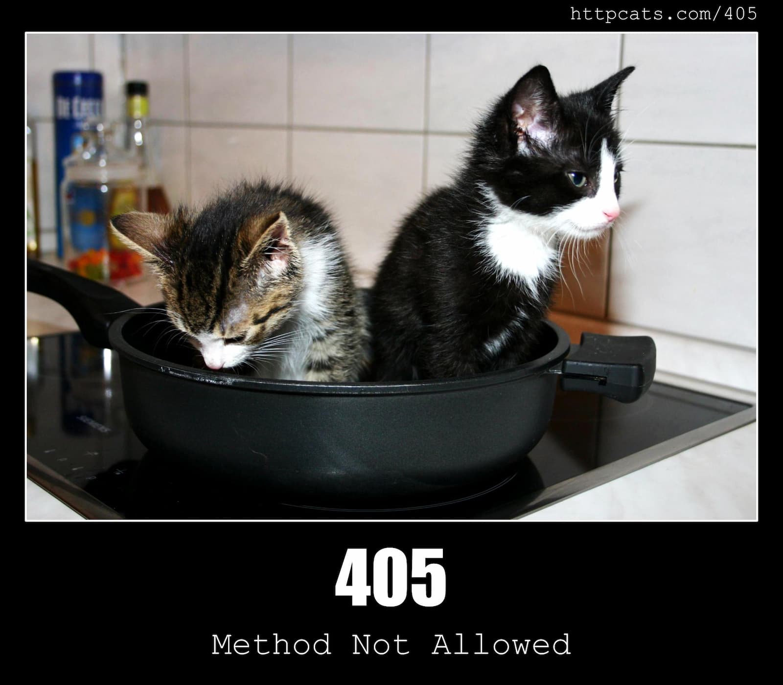 HTTP Status Code 405 Method Not Allowed & Cats