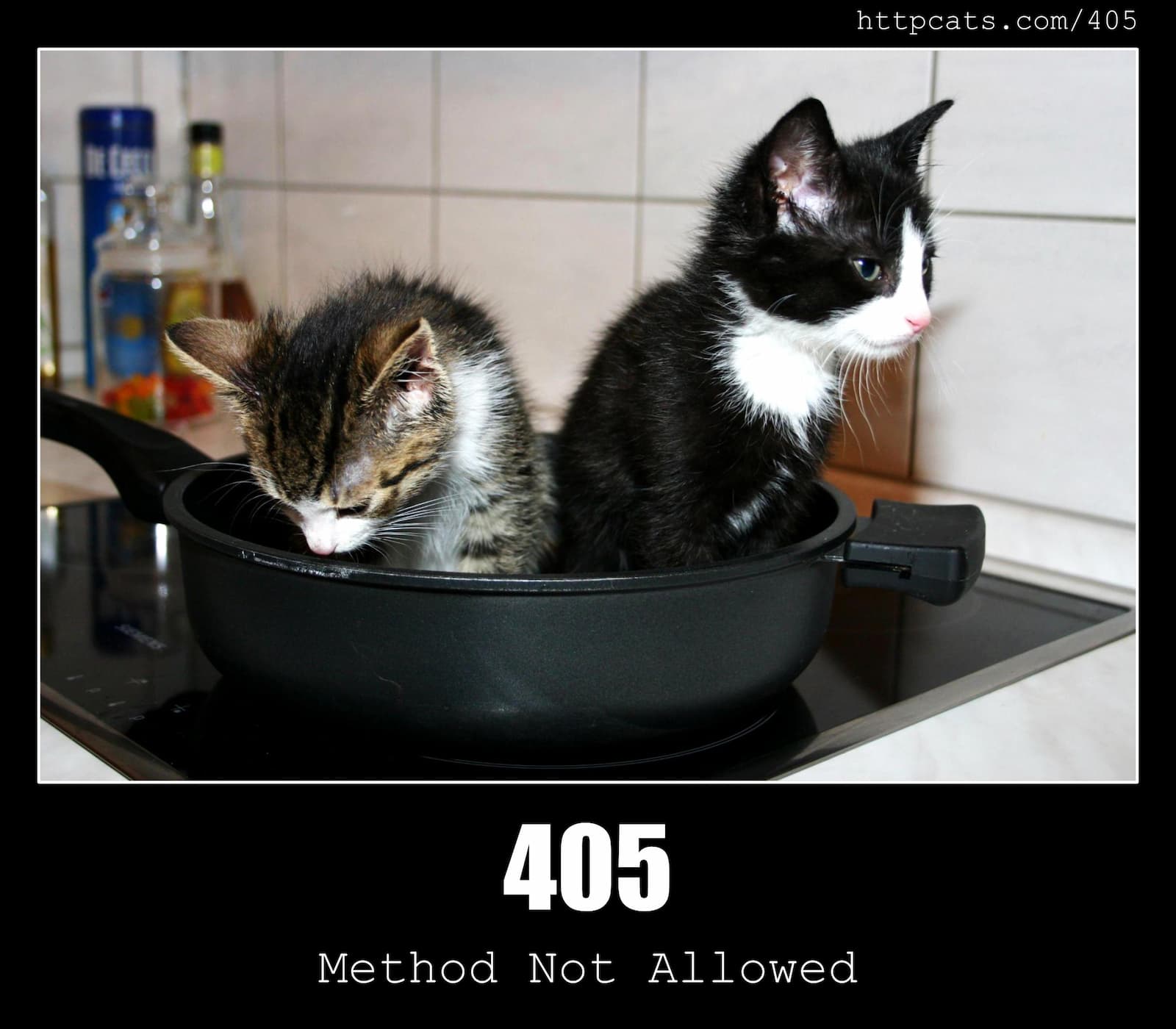 405 Method Not Allowed HTTP Status Code And Cats 