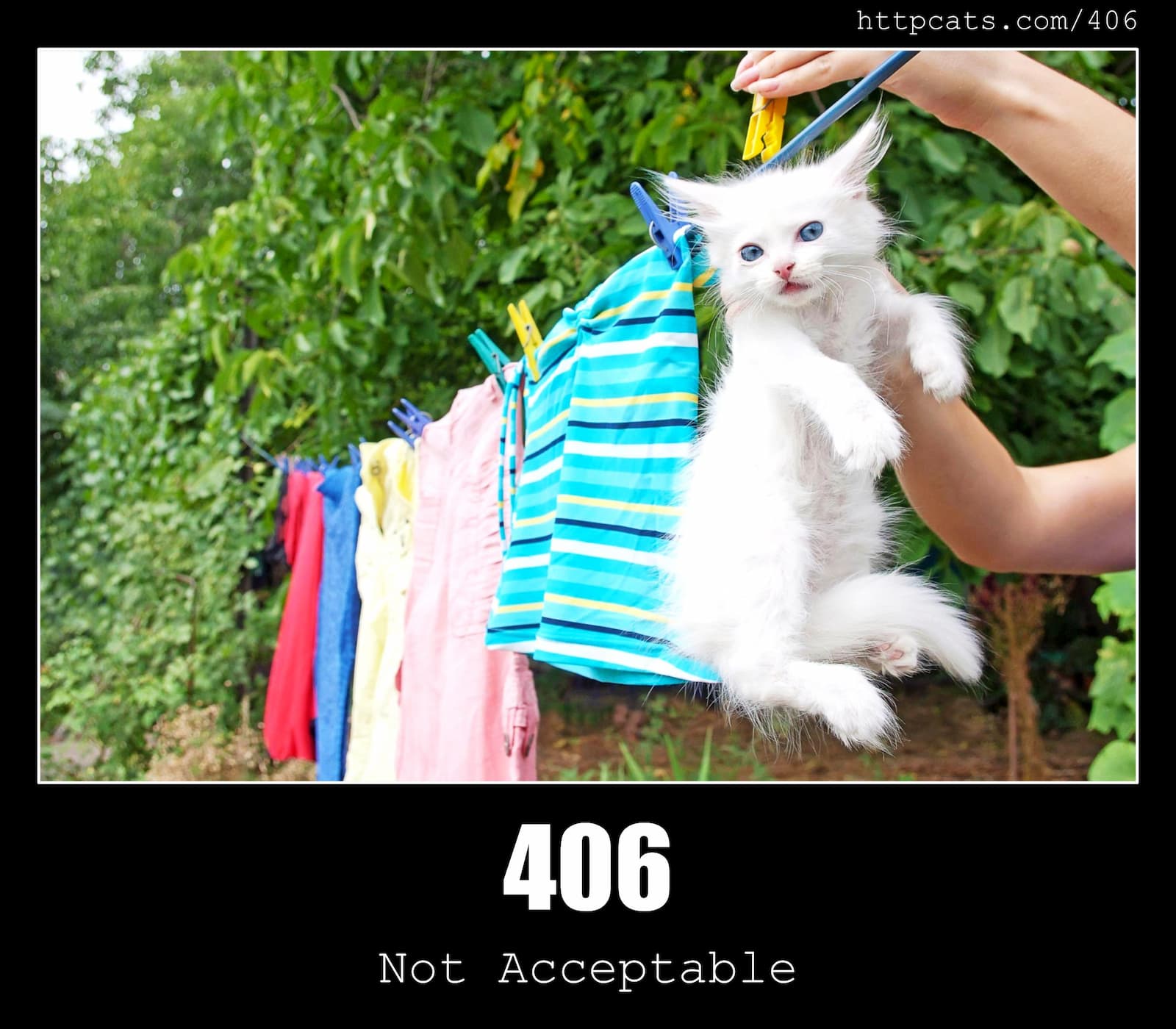 HTTP Status Code 406 Not Acceptable & Cats