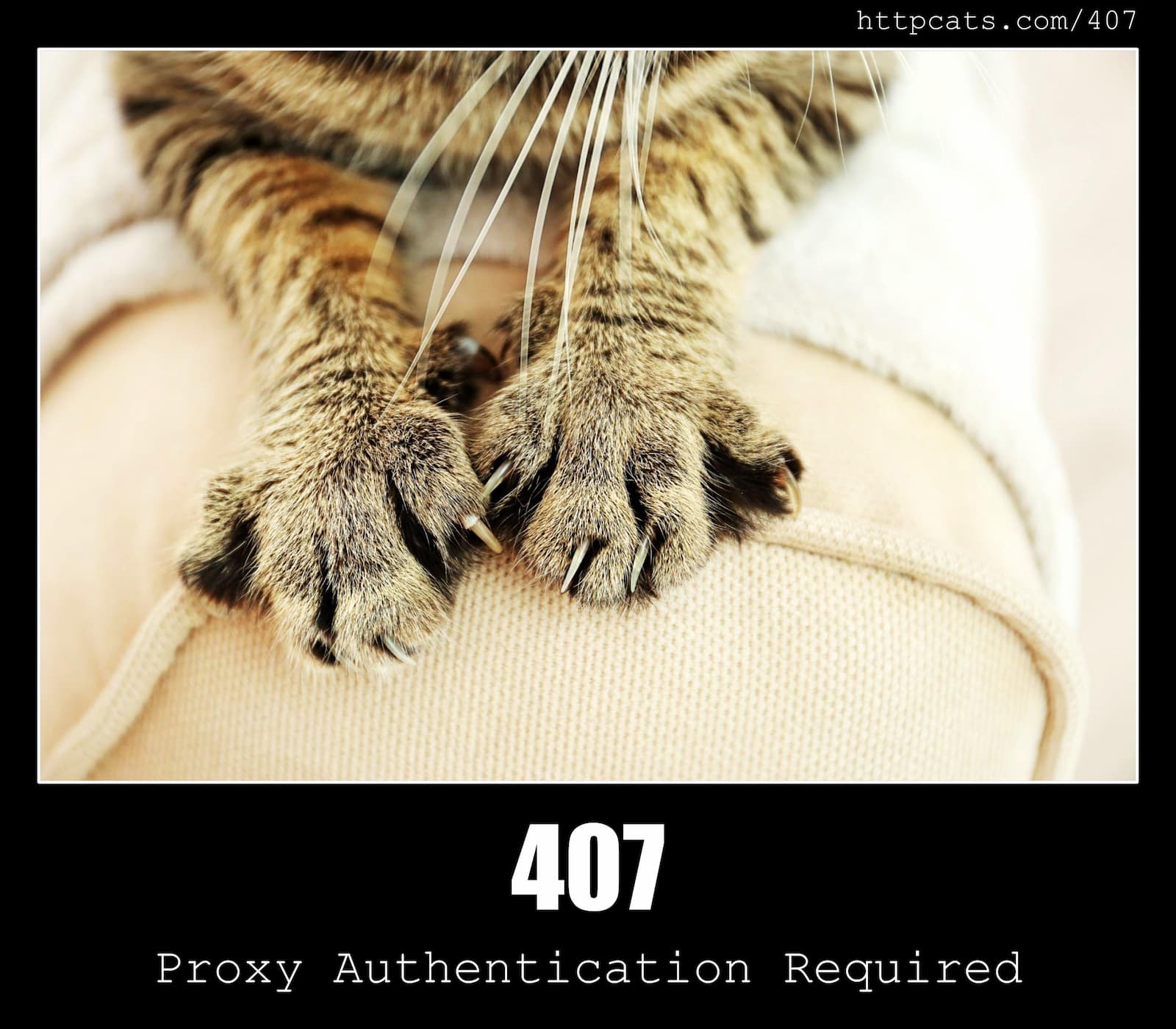 HTTP Status Code 407 Proxy Authentication Required & Cats