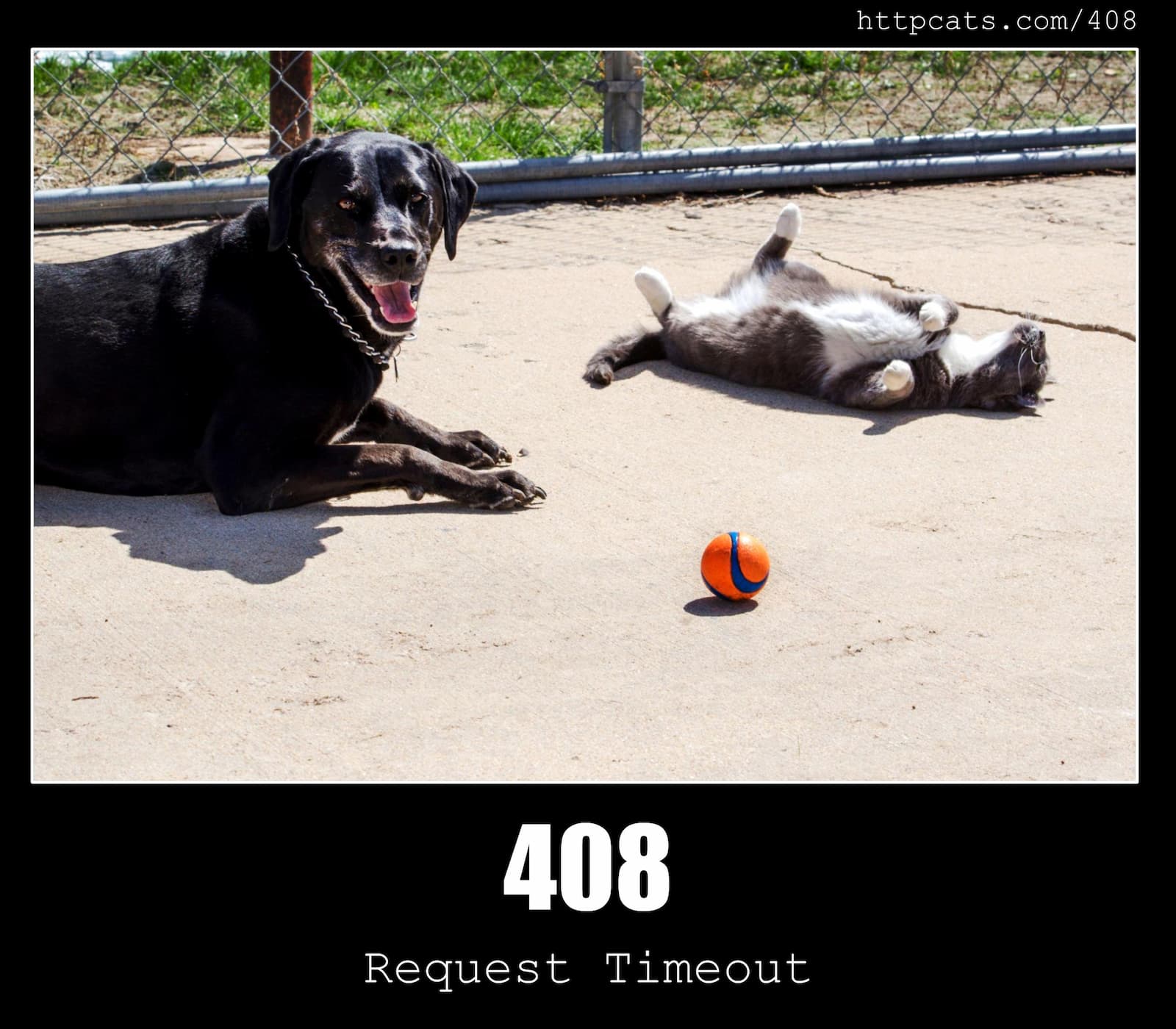 HTTP Status Code 408 Request Timeout & Cats