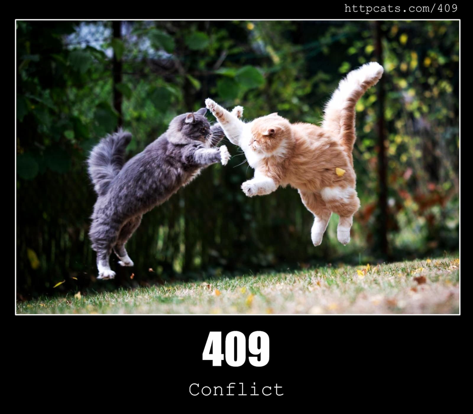 HTTP Status Code 409 Conflict & Cats