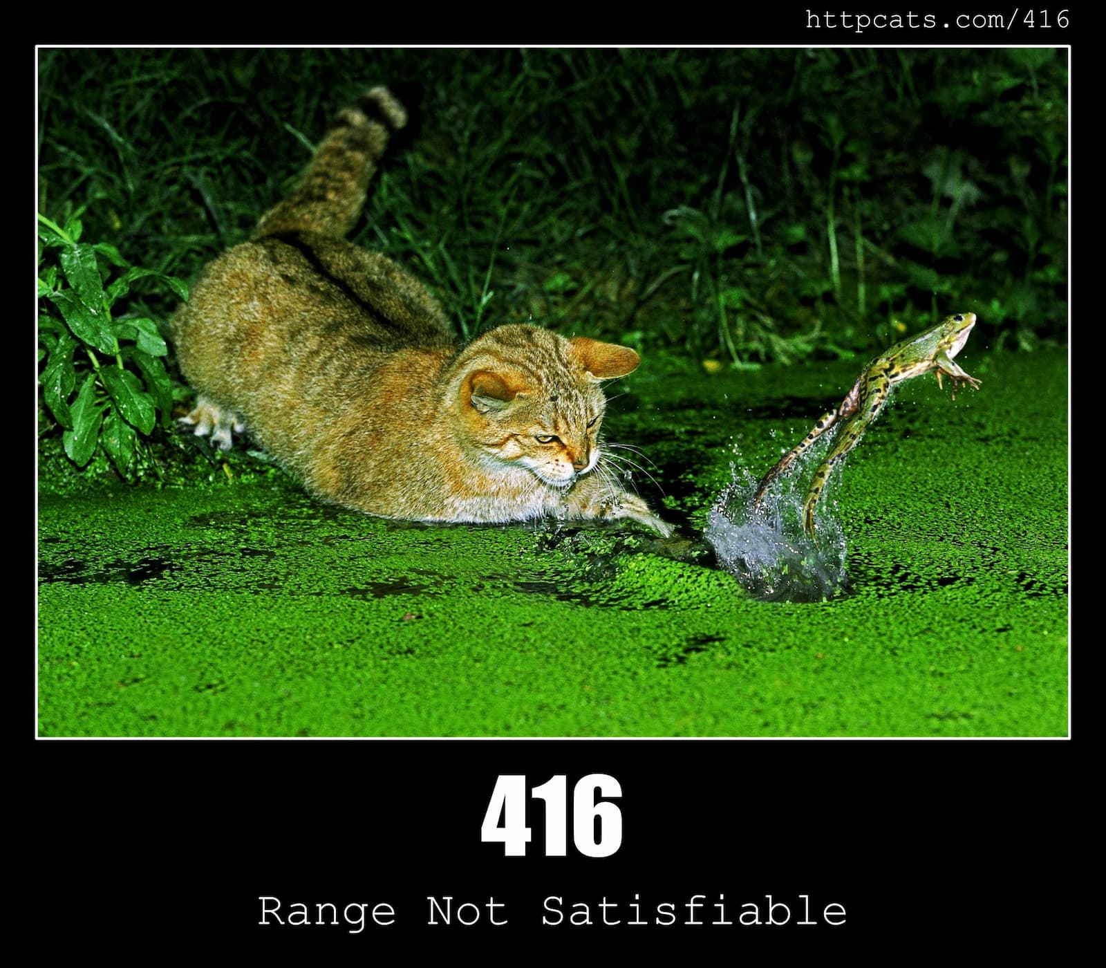 HTTP Status Code 416 Range Not Satisfiable & Cats