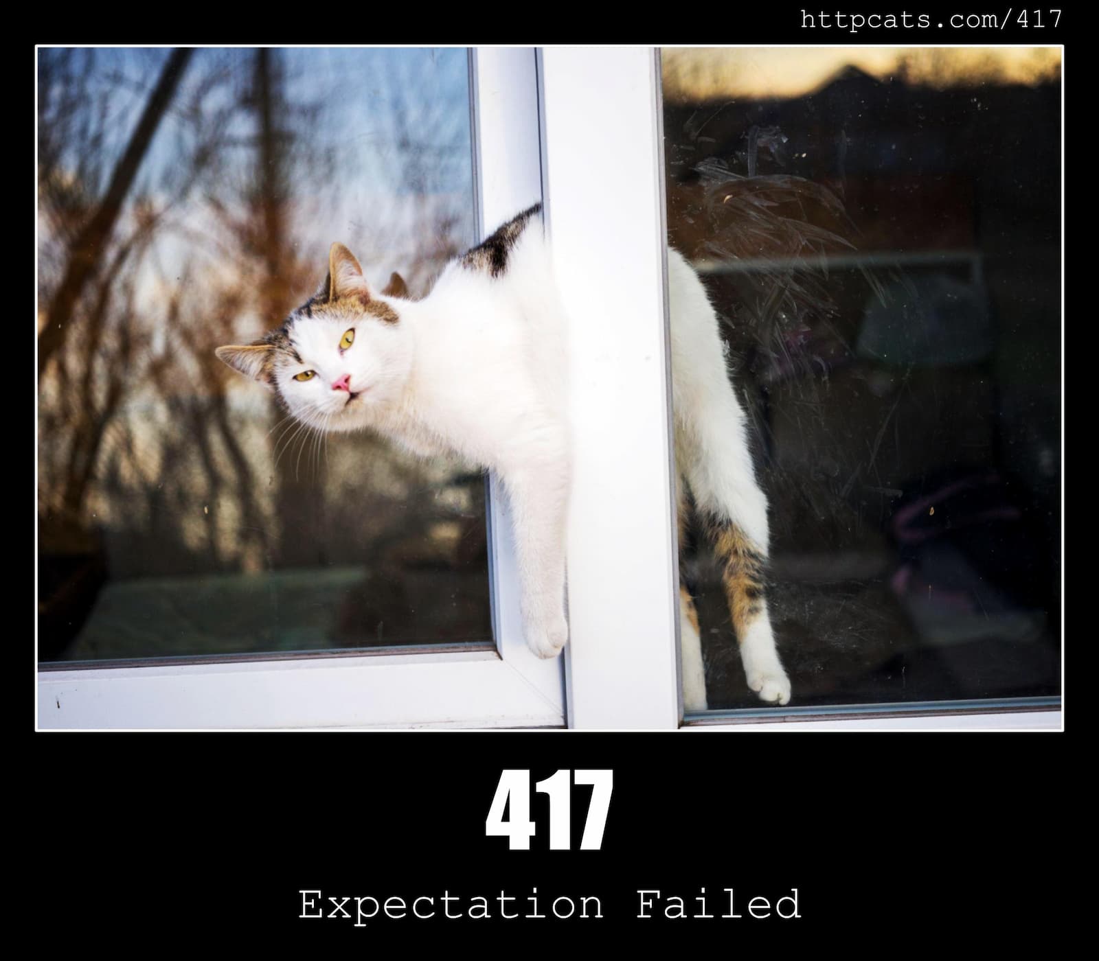 HTTP Status Code 417 Expectation Failed & Cats
