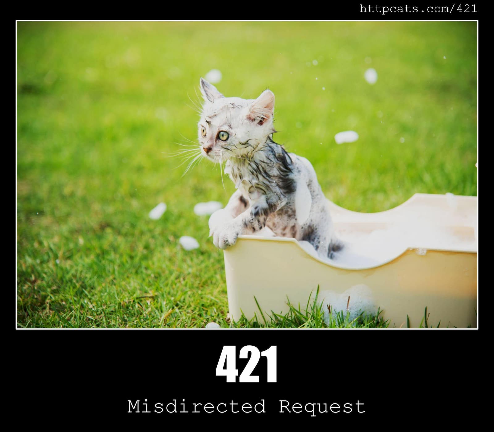 HTTP Status Code 421 Misdirected Request & Cats