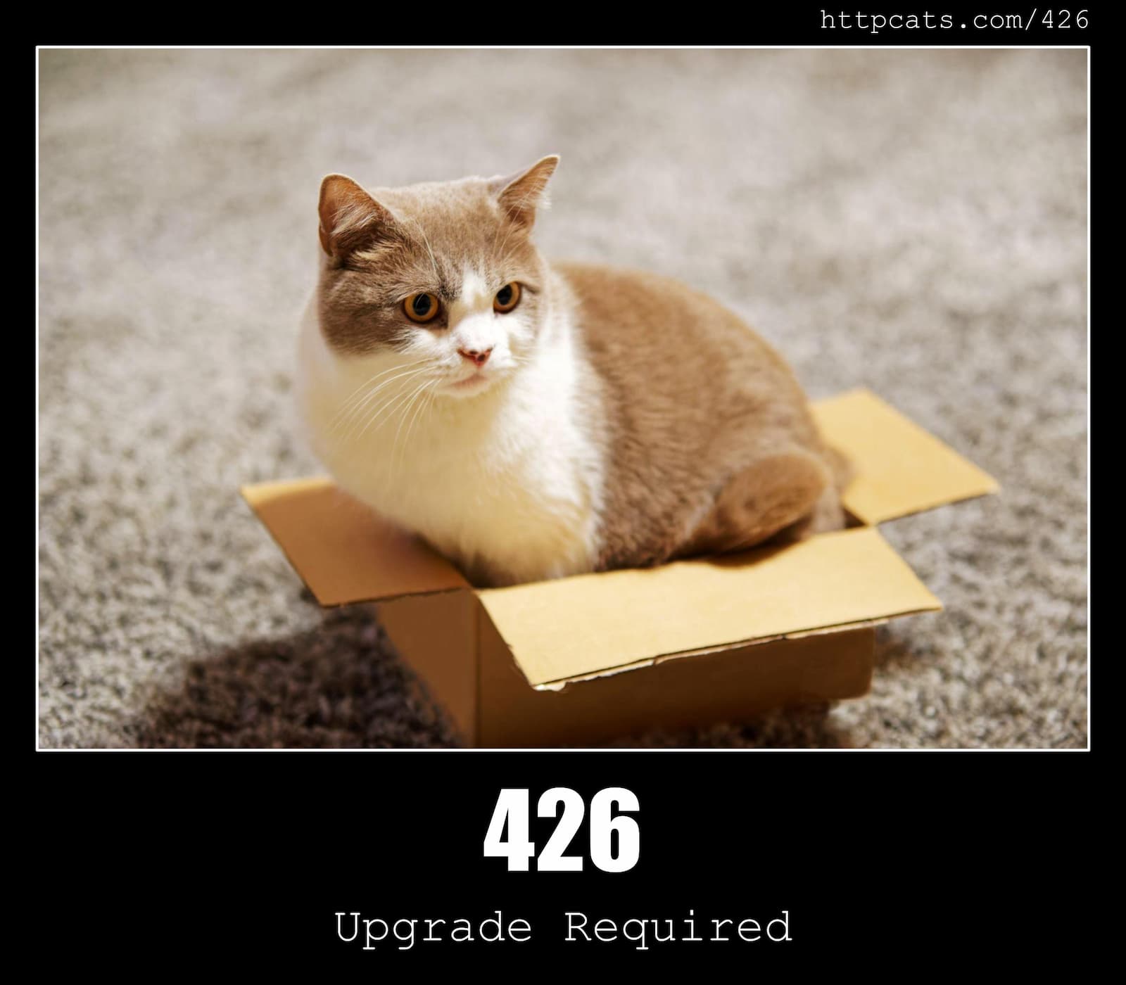 HTTP Status Code 426 Upgrade Required & Cats
