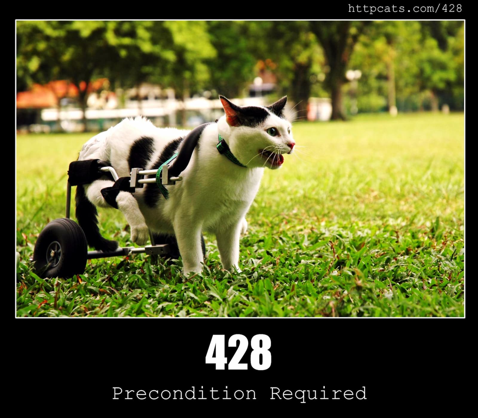 HTTP Status Code 428 Precondition Required & Cats