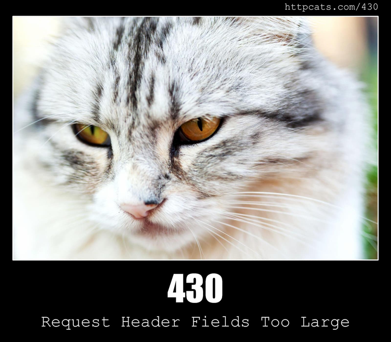 HTTP Status Code 430 Request Header Fields Too Large & Cats