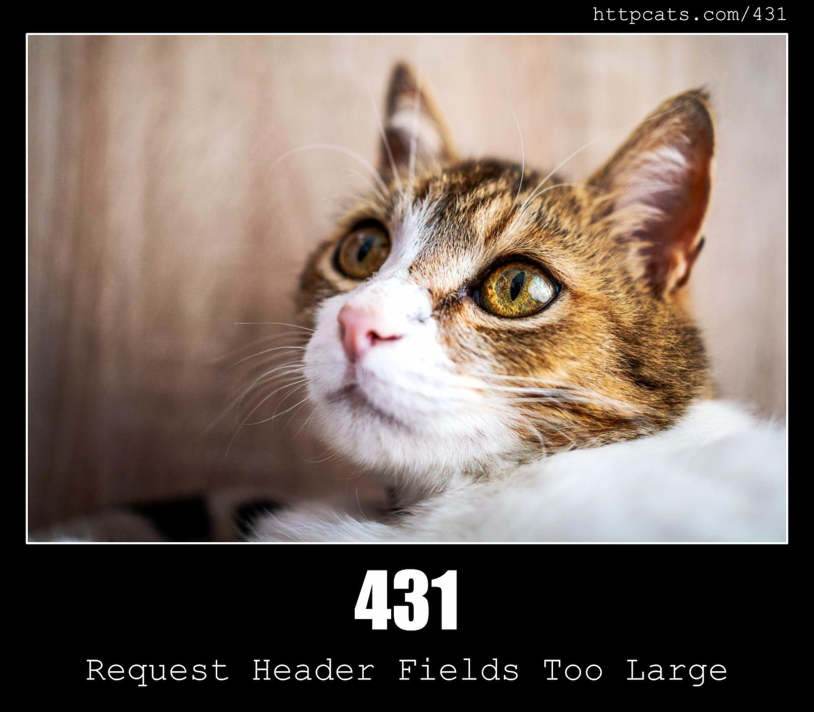 HTTP Status Code 431 Request Header Fields Too Large & Cats