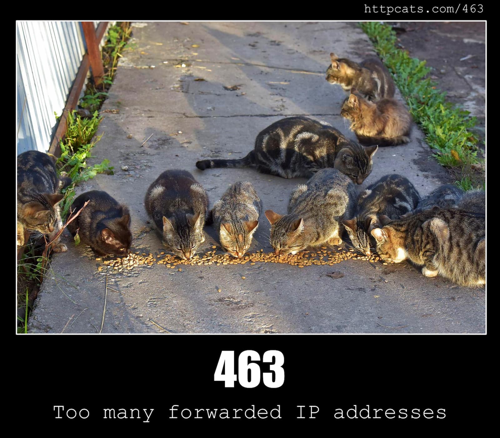HTTP Status Code 463 Too many forwarded IP addresses & Cats