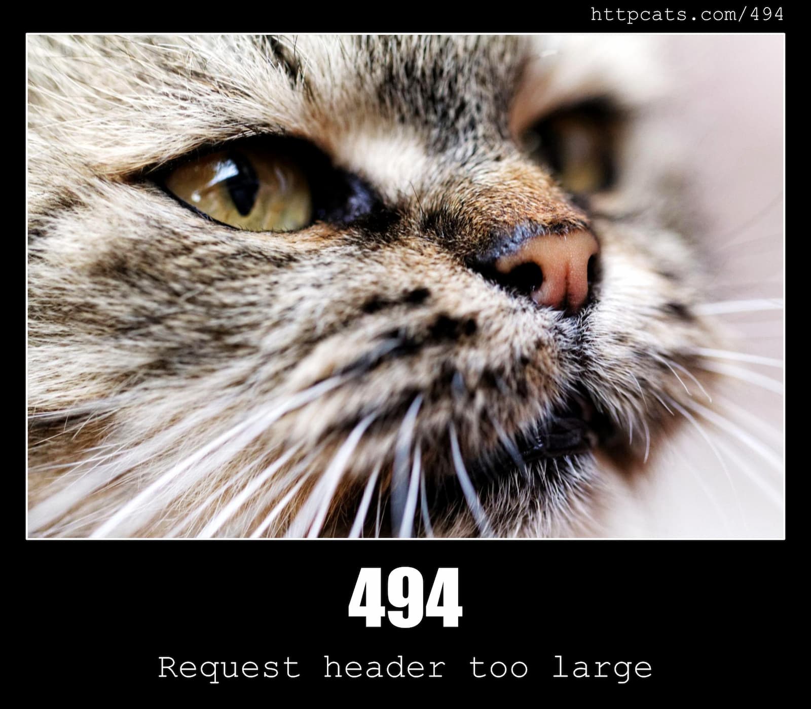 HTTP Status Code 494 Request header too large & Cats