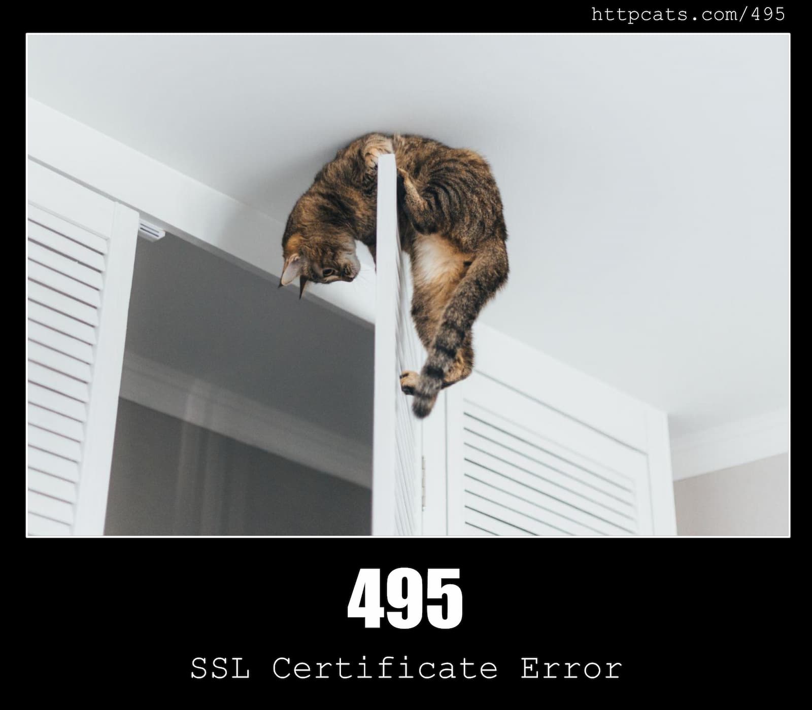 HTTP Status Code 495 SSL Certificate Error & Cats