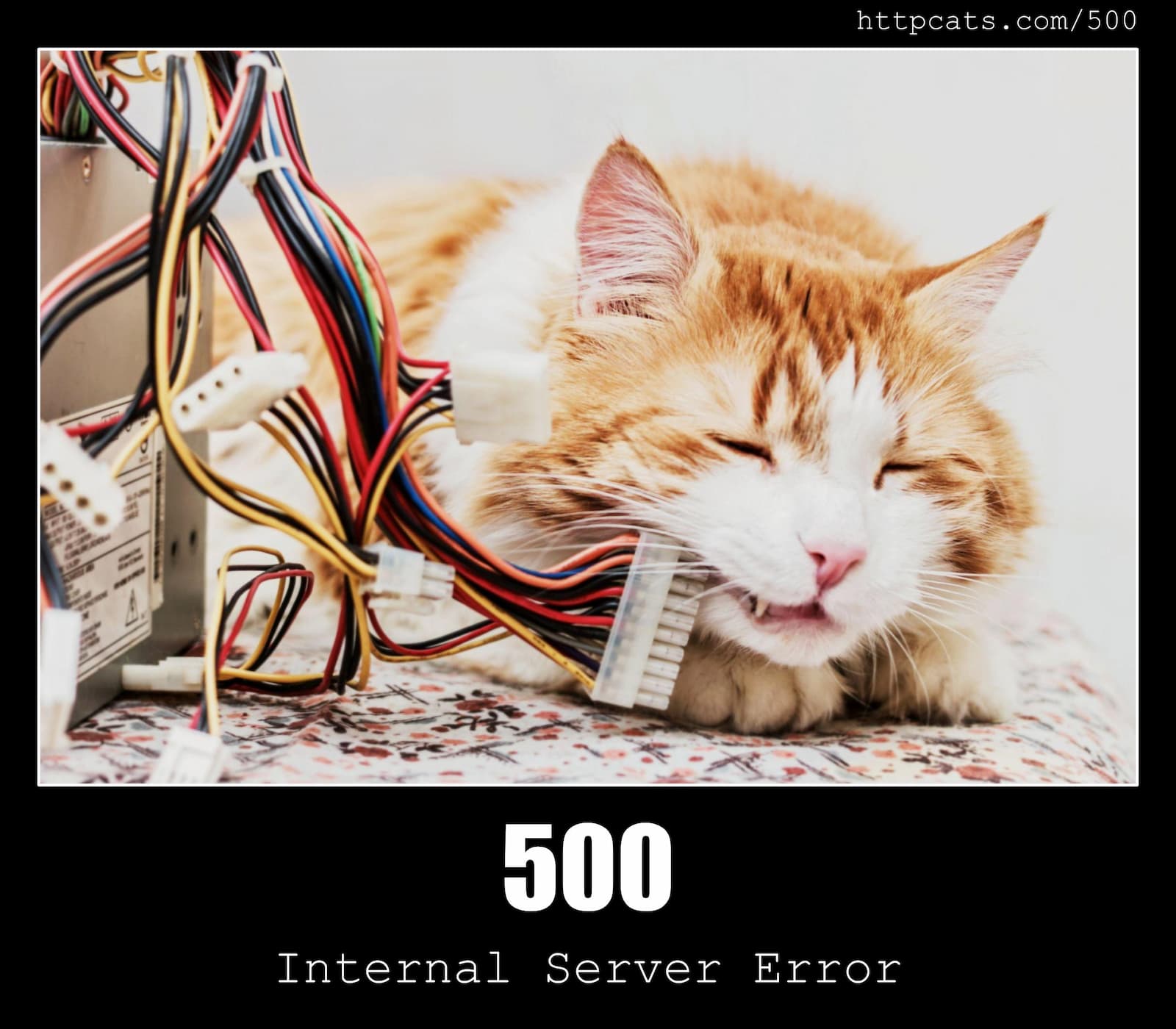 HTTP Status Code 500 Internal Server Error & Cats