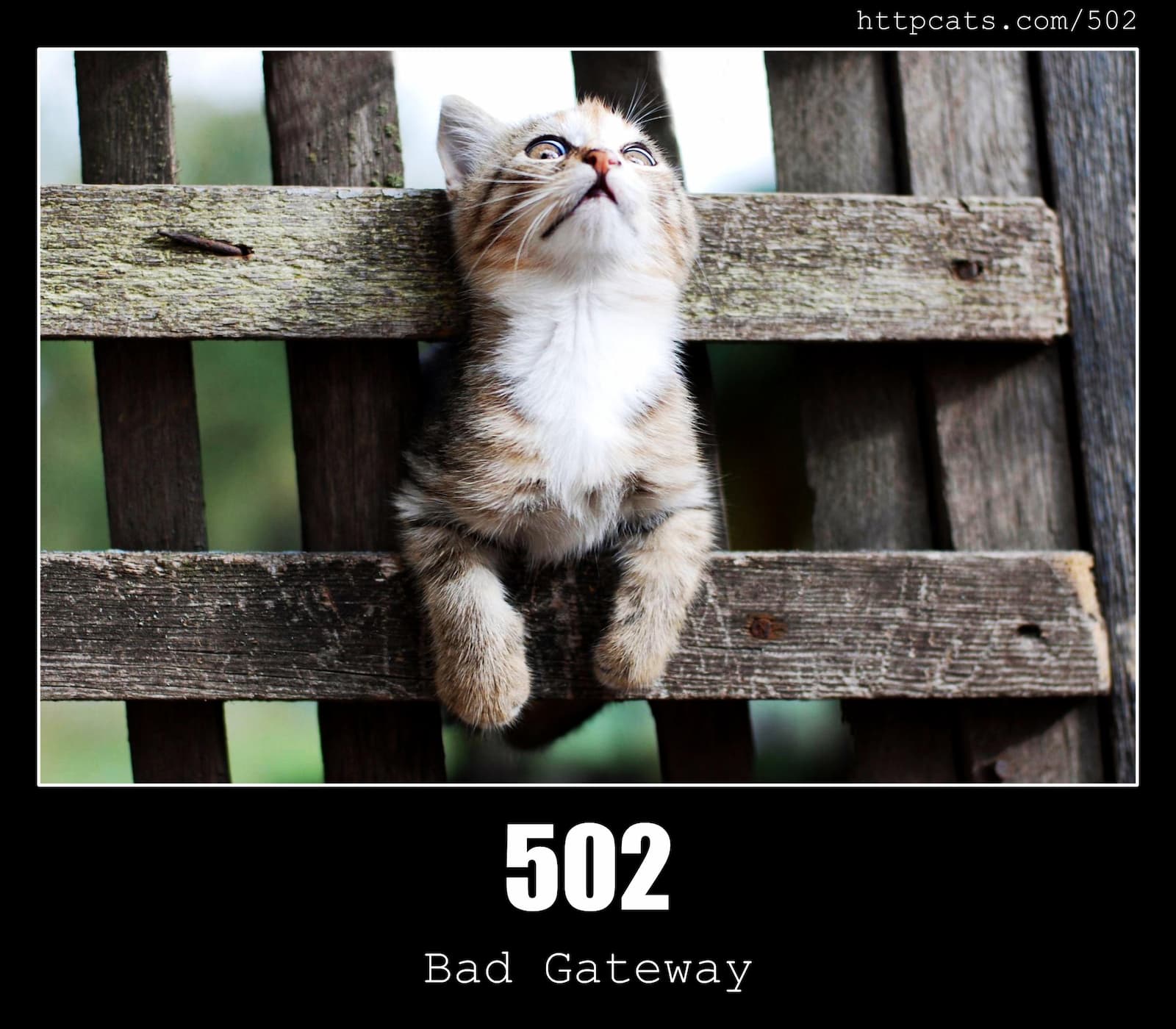 HTTP Status Code 502 Bad Gateway & Cats