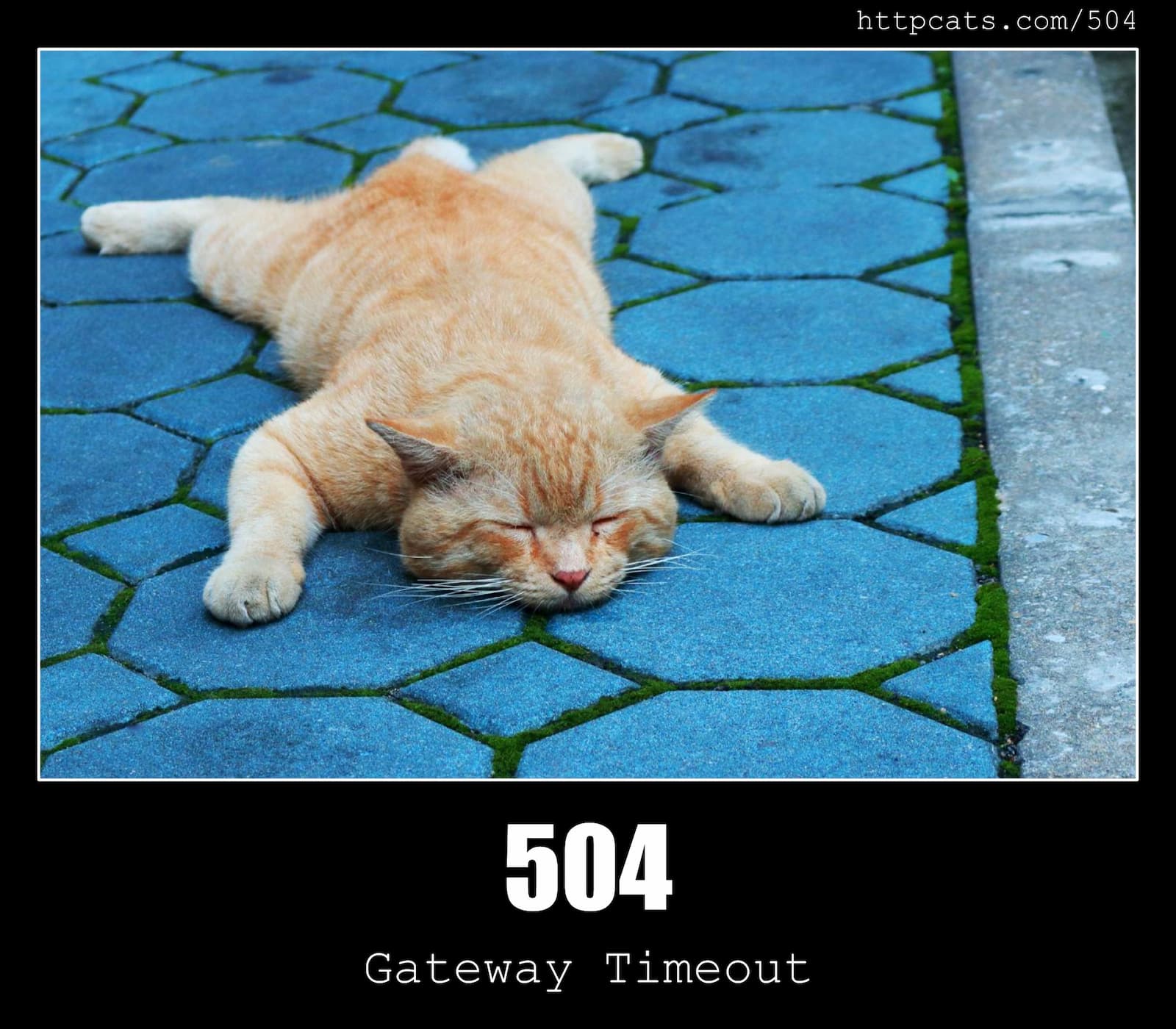 HTTP Status Code 504 Gateway Timeout & Cats