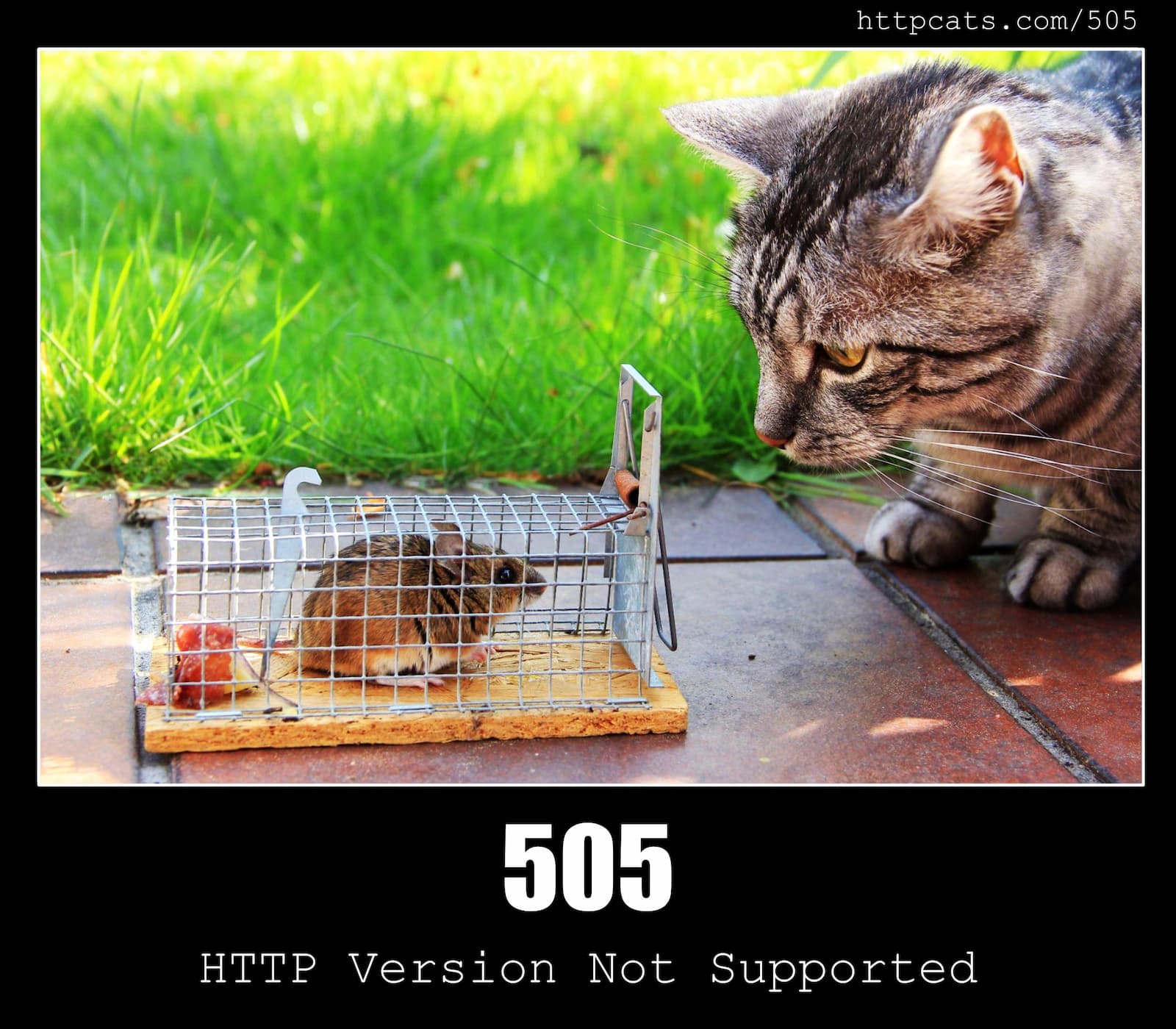 HTTP Status Code 505 HTTP Version Not Supported & Cats