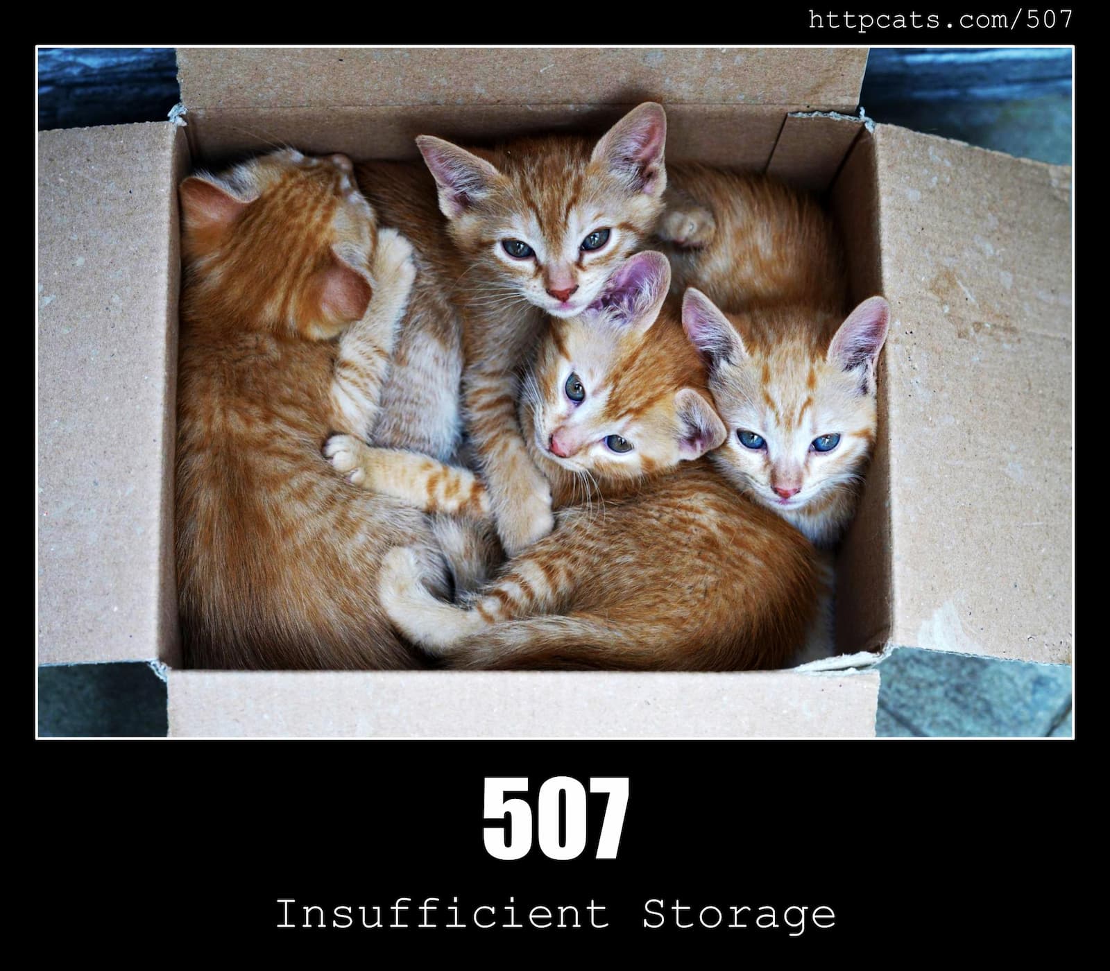 HTTP Status Code 507 Insufficient Storage & Cats