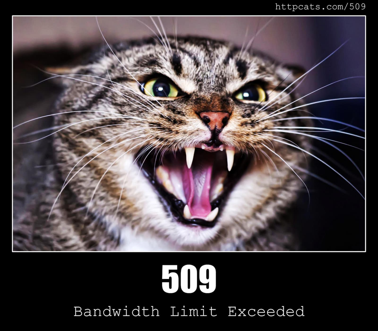 HTTP Status Code 509 Bandwidth Limit Exceeded & Cats