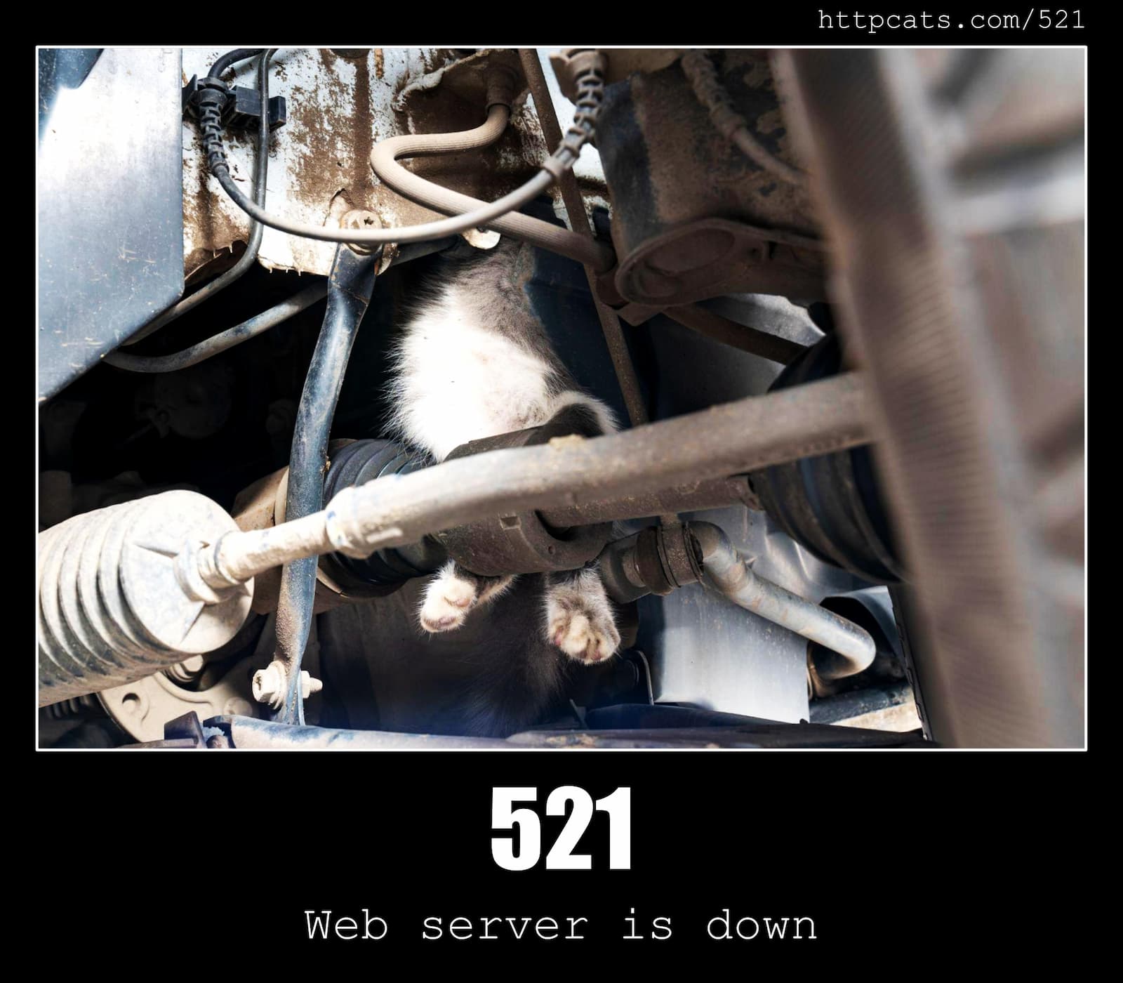 HTTP Status Code 521 Web server is down & Cats