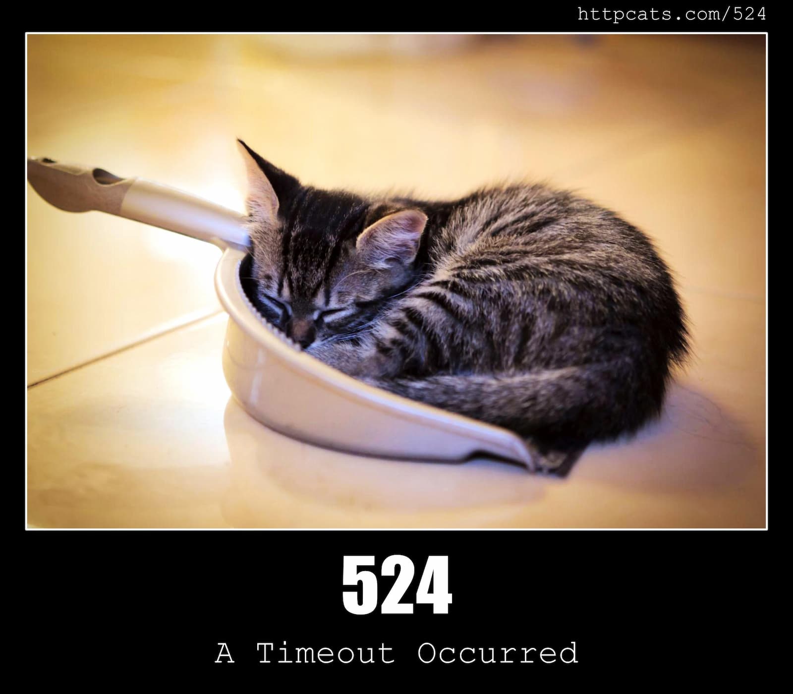 HTTP Status Code 524 A Timeout Occurred & Cats