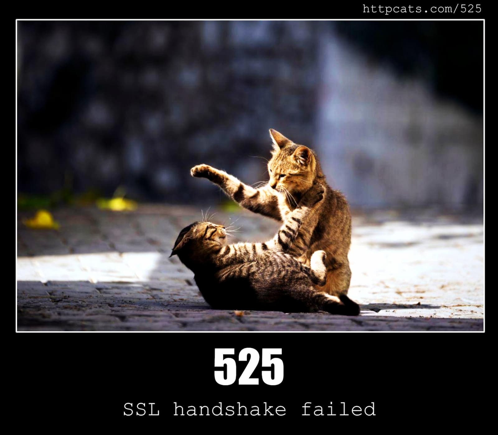 HTTP Status Code 525 SSL handshake failed & Cats