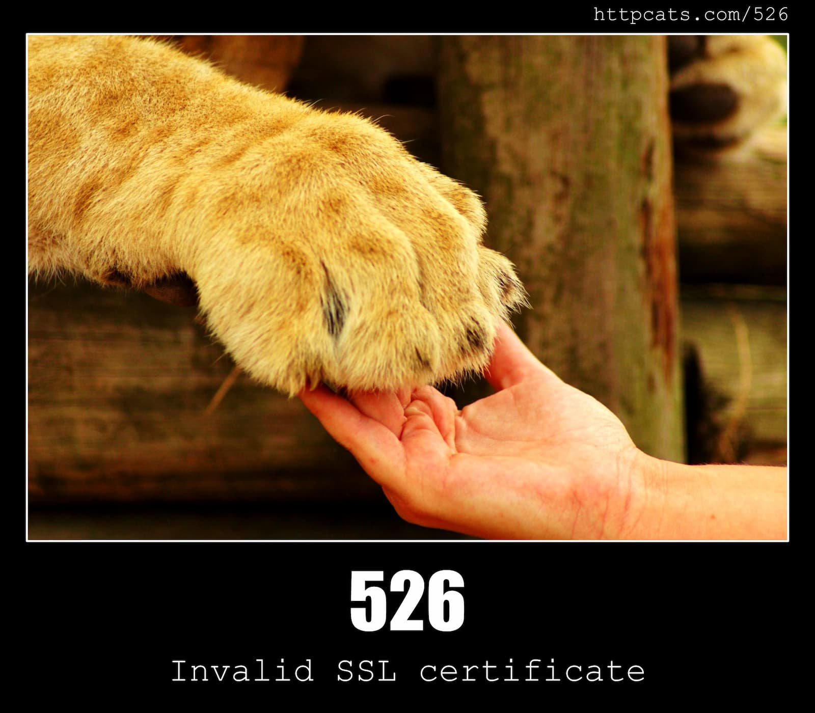 HTTP Status Code 526 Invalid SSL certificate & Cats